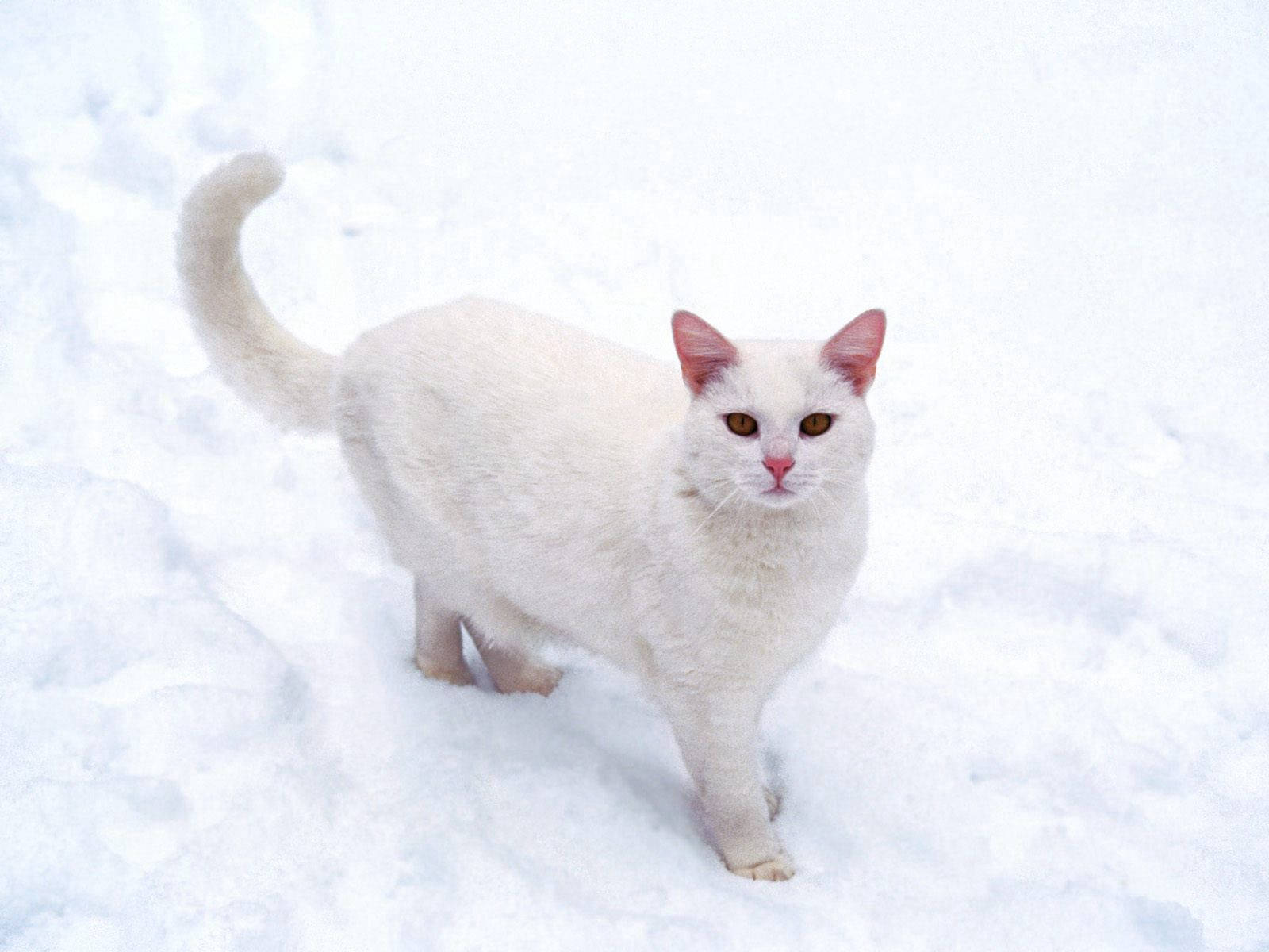 雪地中的白貓