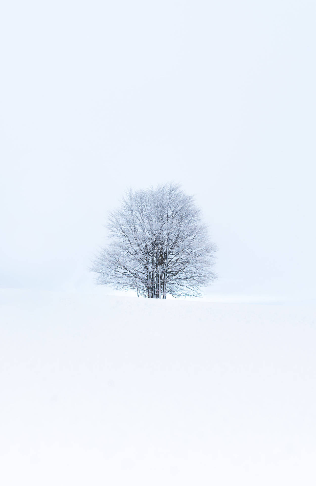 一棵孤獨的雪覆蓋的樹從雪原中升起，在蒼白的冬日天空下。