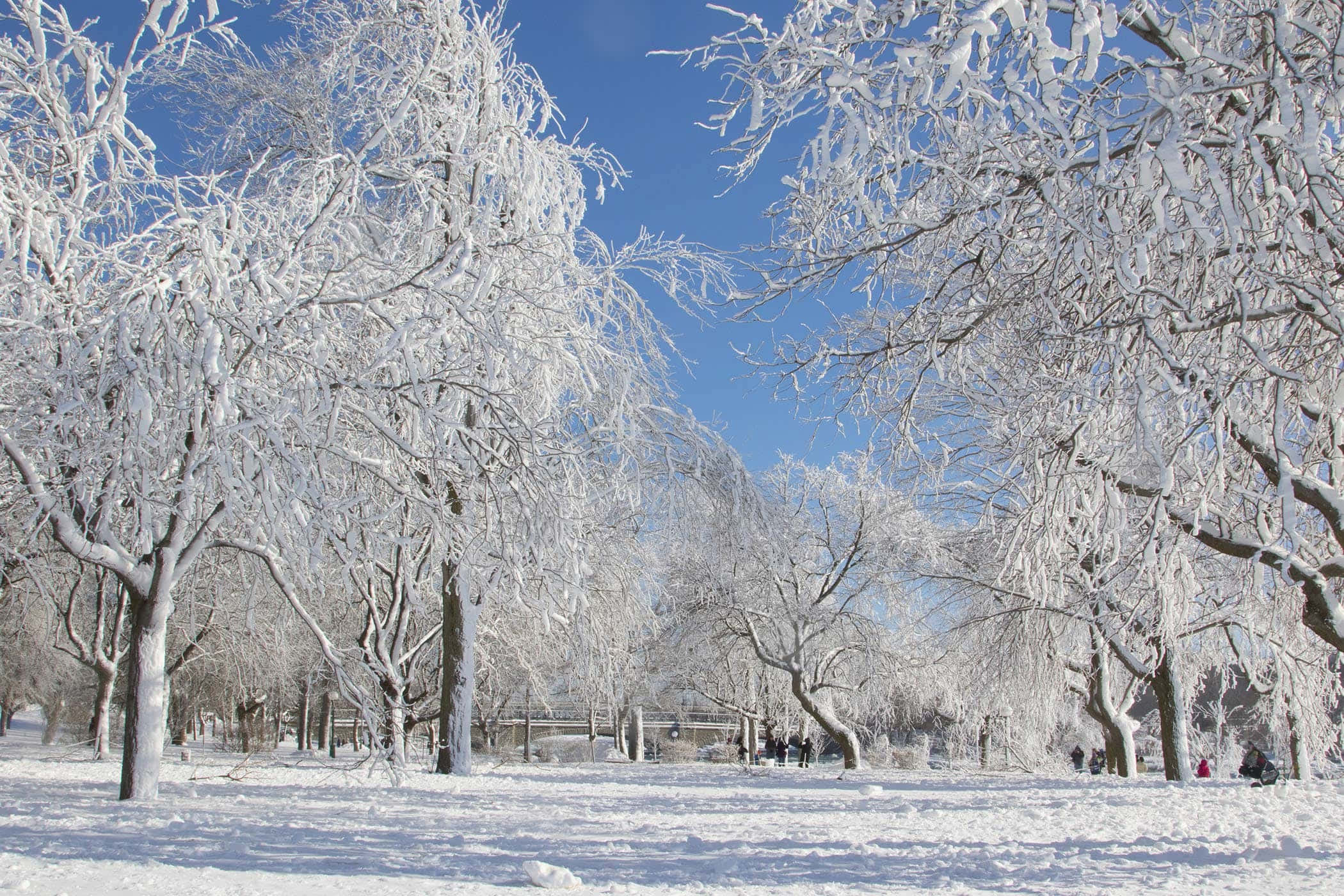 冬季 桌布 壁紙 — 白雪覆蓋冬季公園的樹木，在晴朗的藍天下，遠處有人漫步。