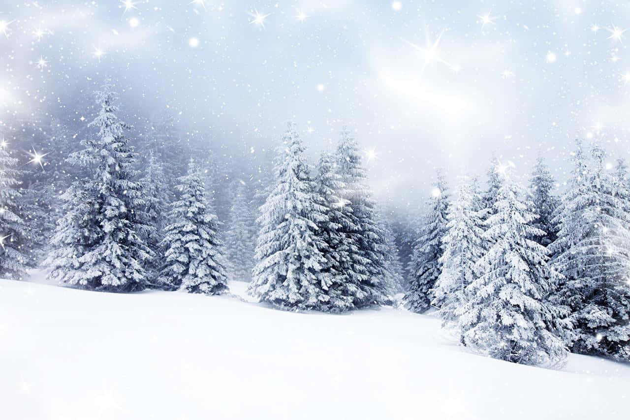 Snow Trees 桌布 壁紙 — 白雪覆蓋常綠樹，明亮的天空下閃爍著如星星般的光芒，輕輕飄落。