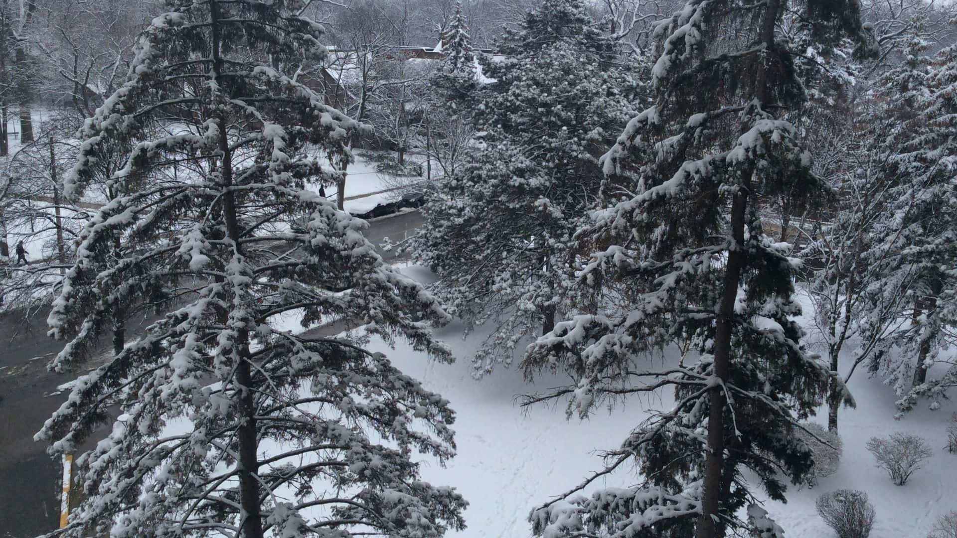 1920 X 1080 桌布 壁紙 — 白雪覆蓋常綠樹和一條寧靜的街道，呈現寧靜的冬季社區景象。