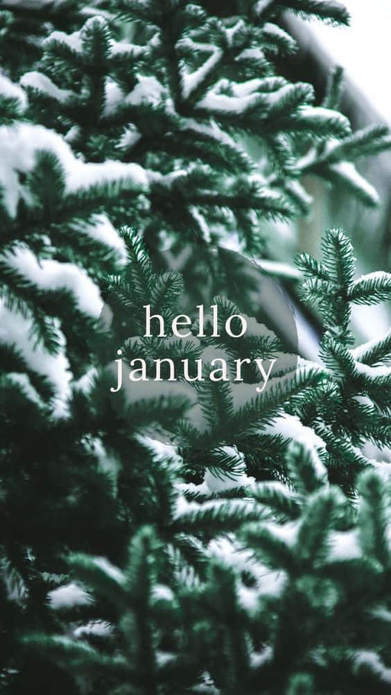 一月 桌布 壁紙 — 白雪覆蓋常綠樹枝，營造出清晰的冬日場景，並帶有 'hello january' 文字疊加。