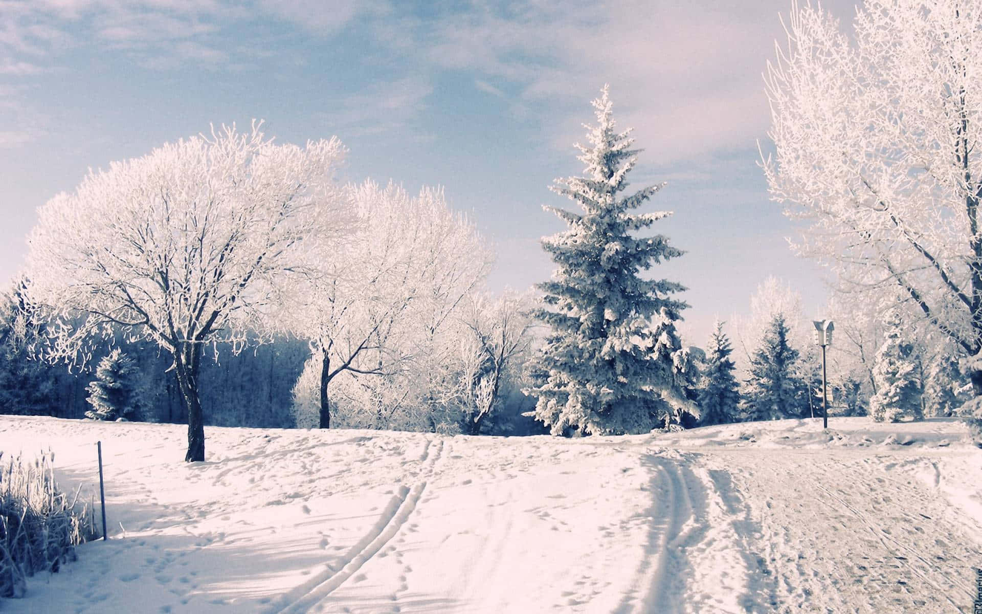winter wonderland 桌布 壁紙 — 白雪覆蓋的冬季景觀，霜凍覆蓋的樹木和輪胎痕跡蜿蜒穿過寧靜的田野，天空呈現淡藍色。