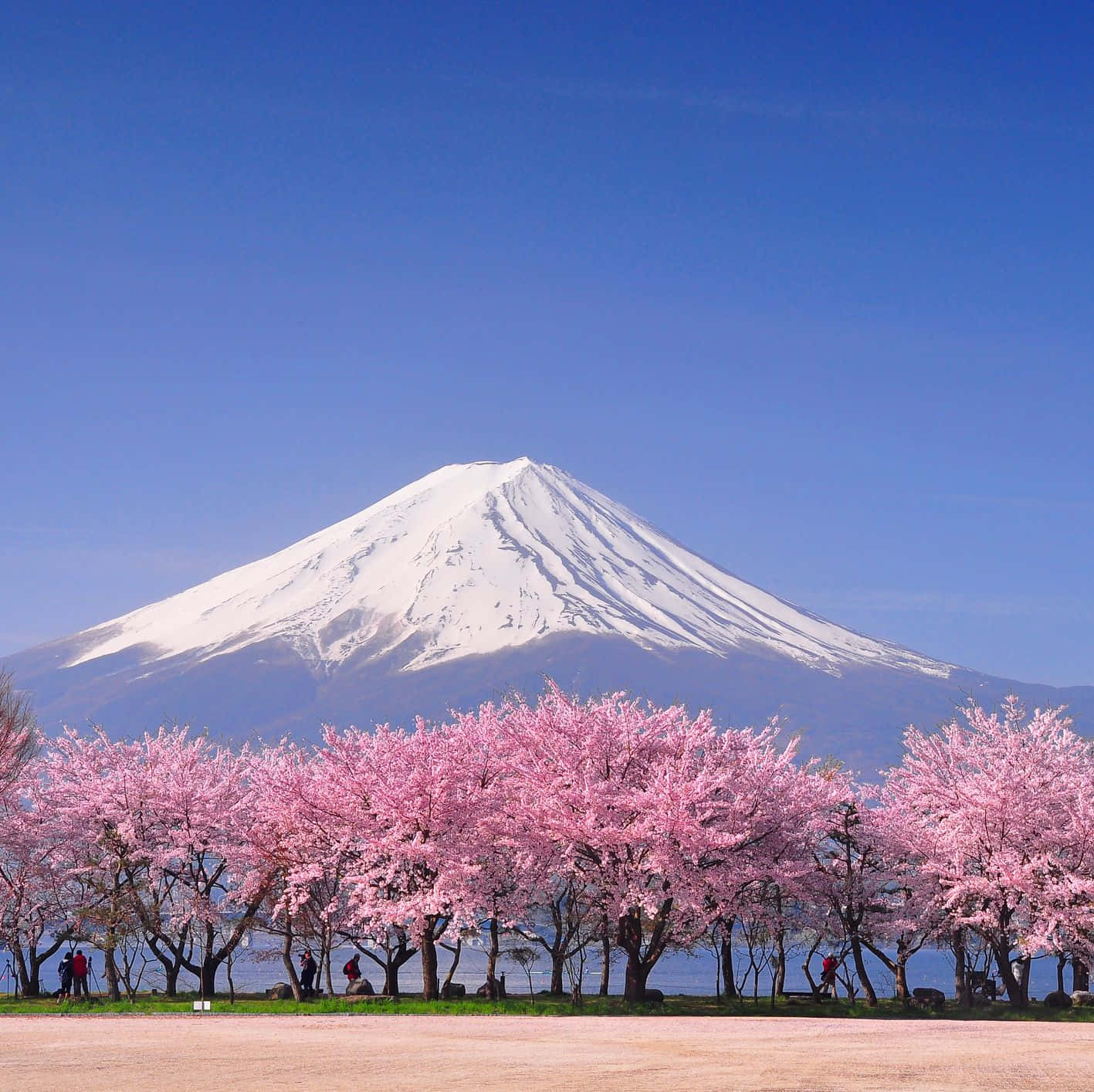 Japanese 桌布 壁紙 — 白雪覆蓋的富士山在晴朗的藍天下，從一排鮮豔的粉紅色櫻花樹後方雄偉地升起。