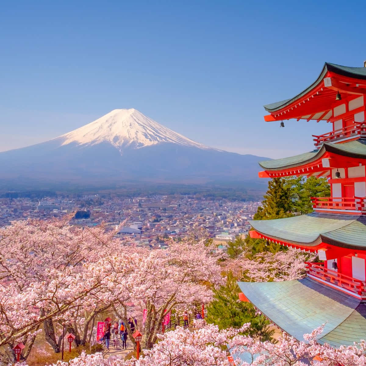 Asia 桌布 壁紙 — 白雪覆蓋的富士山在粉紅櫻花和鮮紅色寺廟環繞的城市景觀後方聳立。