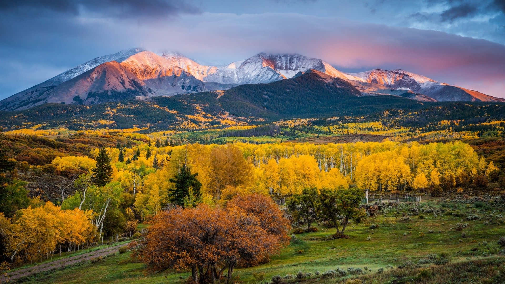 Colorado 桌布 壁紙 — 白雪覆蓋的山峰在日出時閃耀著粉紅色和金色，下方是充滿活力的黃色白楊樹山谷。