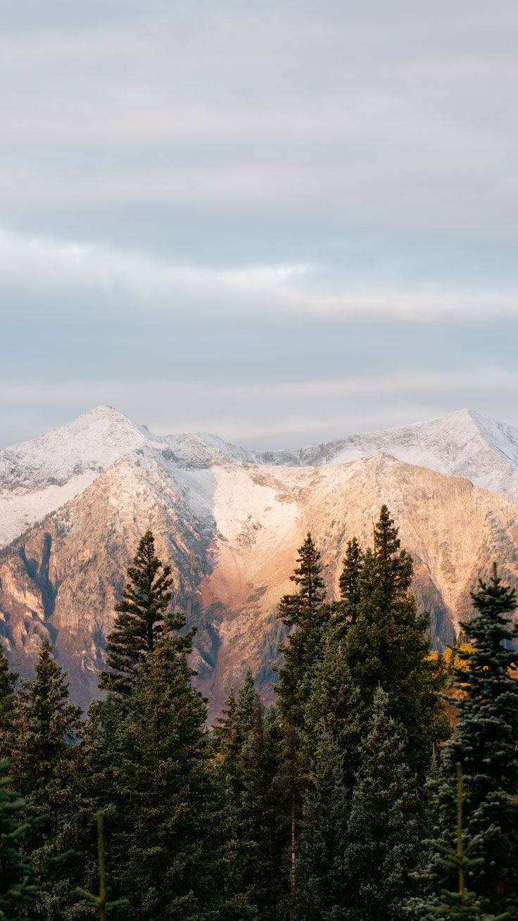  壁紙 — 白雪覆蓋的山峰在茂密的常綠樹林後方，沐浴在溫暖的夕陽光輝中。