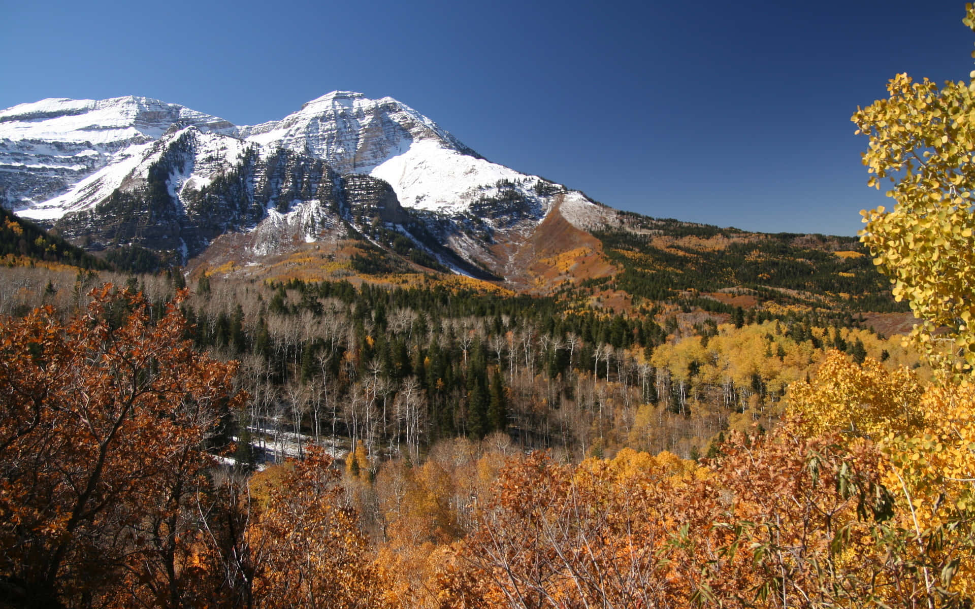 Fall Hikes 桌布 壁紙 — 白雪覆蓋的山峰聳立在金色和橙色的白楊樹山谷之上，天空清澈湛藍。