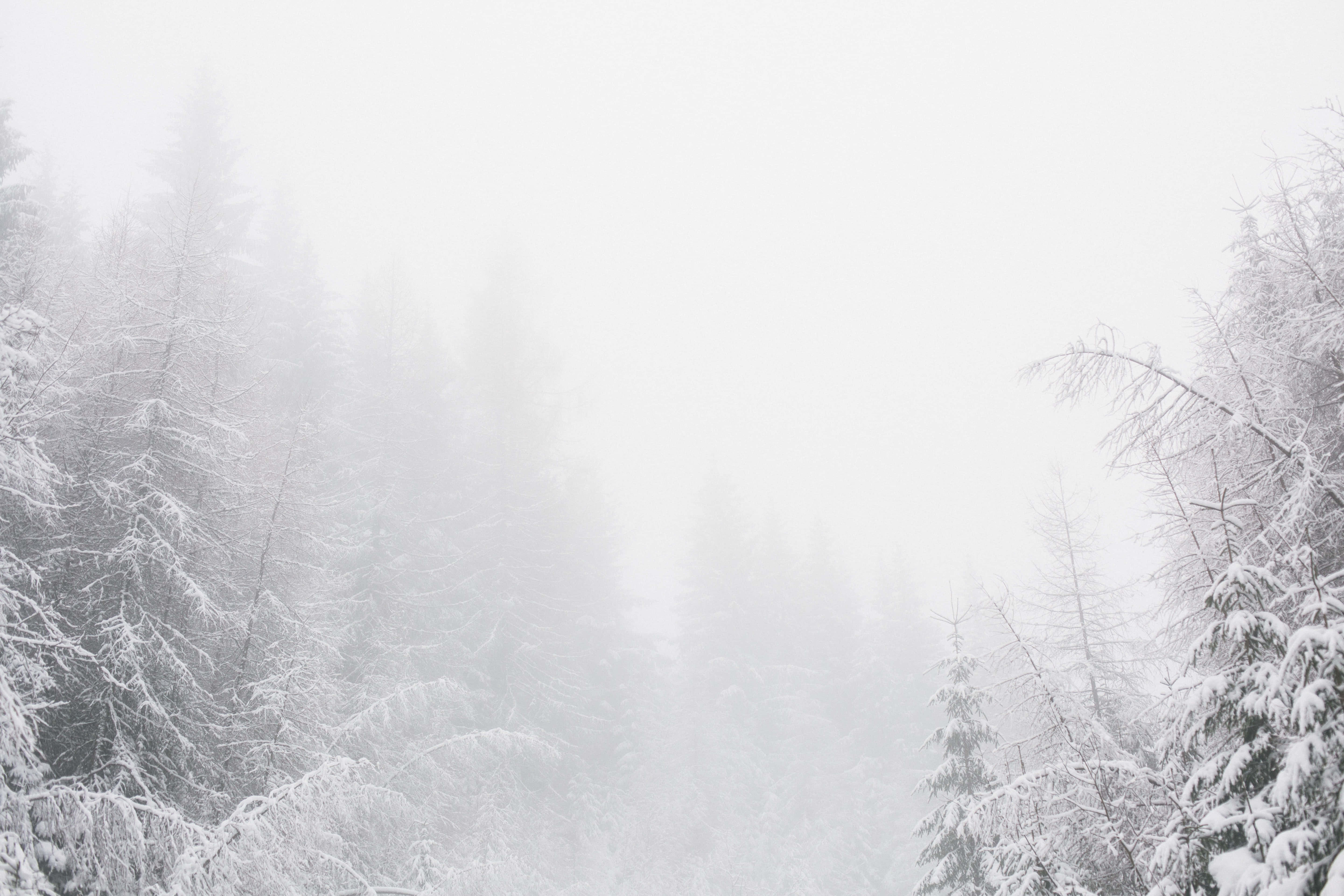 寒冷 桌布 壁紙 — 白雪覆蓋的常綠樹在寂靜的冬日森林中逐漸消失在濃厚的白霧中。