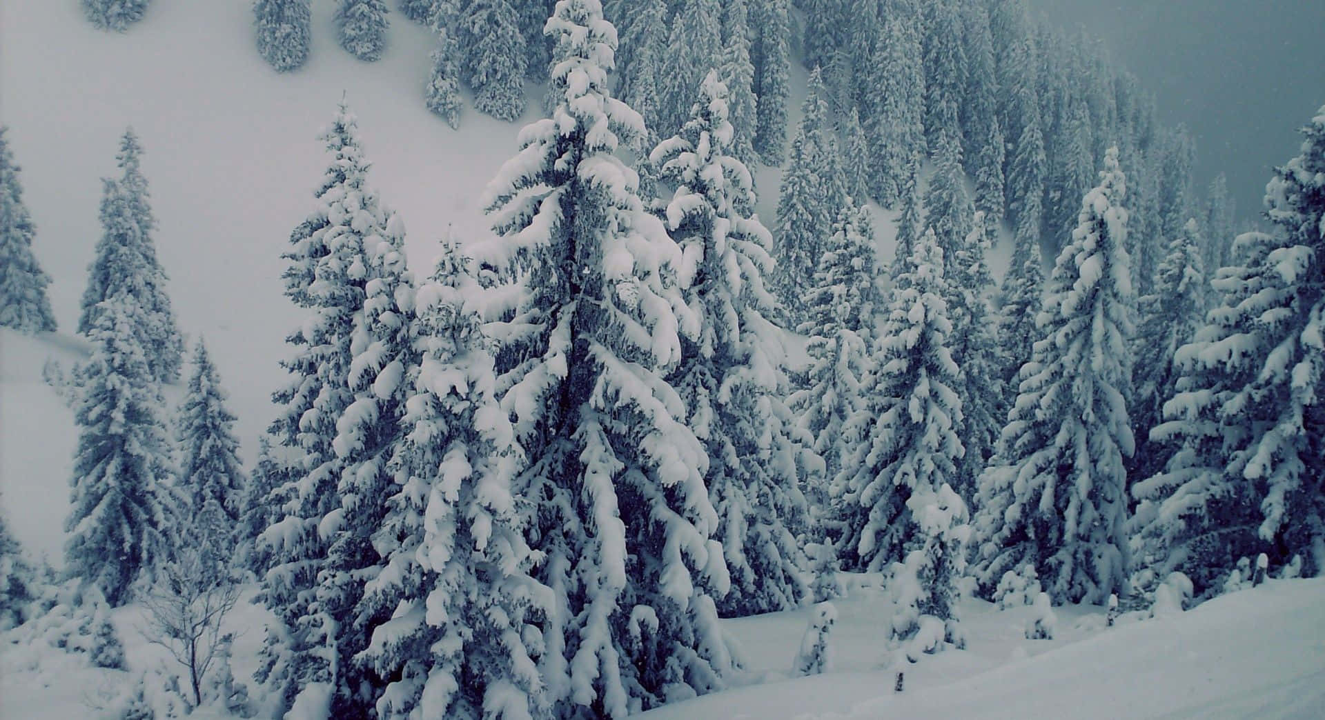 Snow Trees 桌布 壁紙 — 白雪覆蓋的常綠樹在寧靜的冬季森林中高聳，在陰沉天空下披上白色。