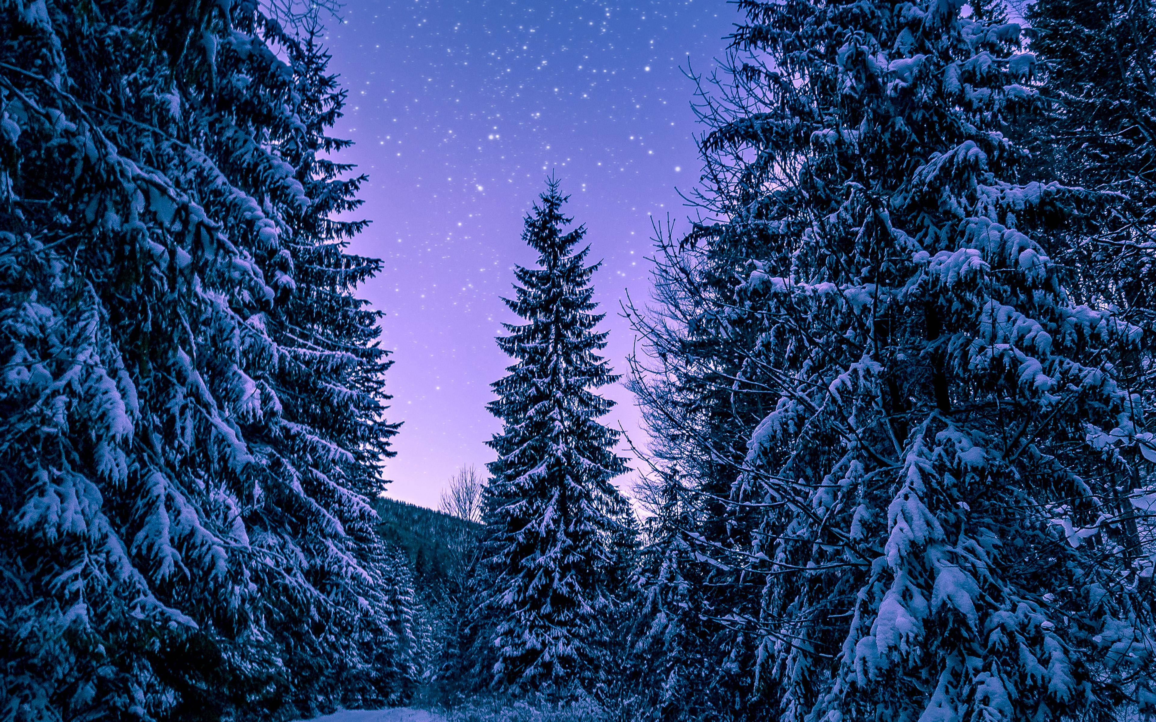 背景 桌布 壁紙 — 白雪覆蓋的常綠樹在寧靜的冬日森林中框出繁星點點的紫色暮色天空。