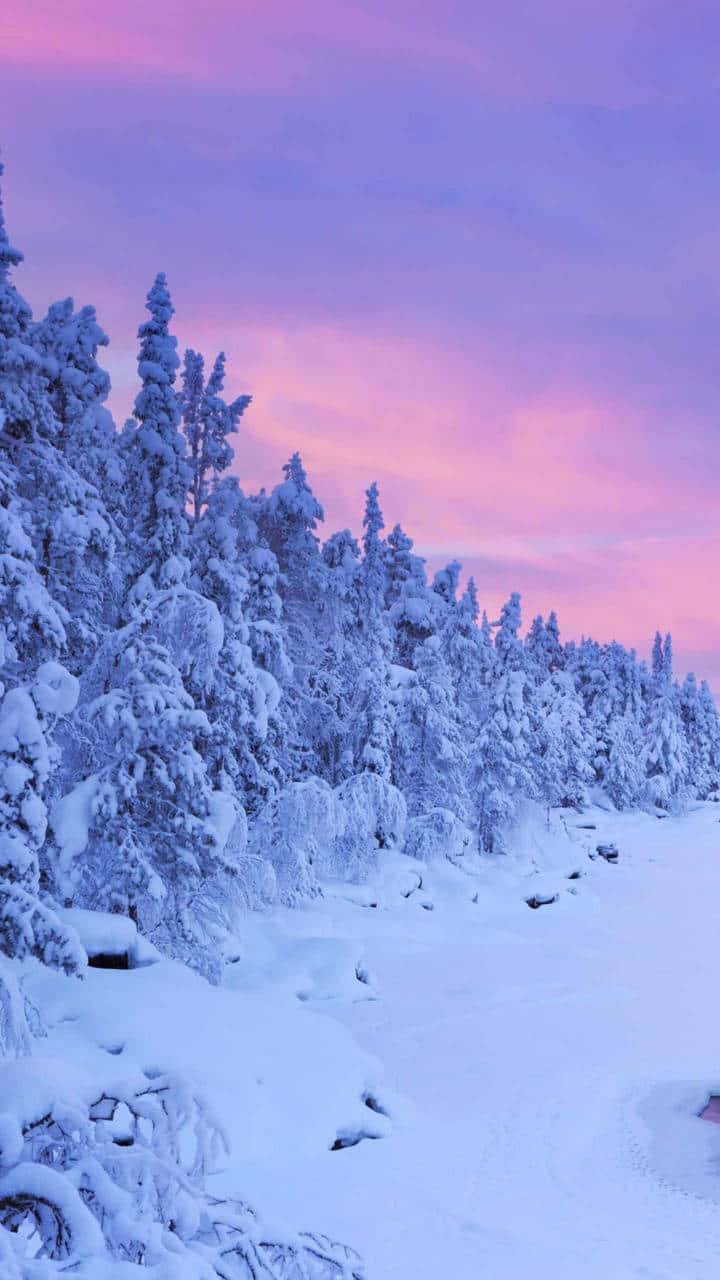Snow Trees 桌布 壁紙 — 白雪覆蓋的常綠樹在寧靜的冬日森林中，以鮮豔的粉紅和紫色暮色天空為背景，形成剪影。