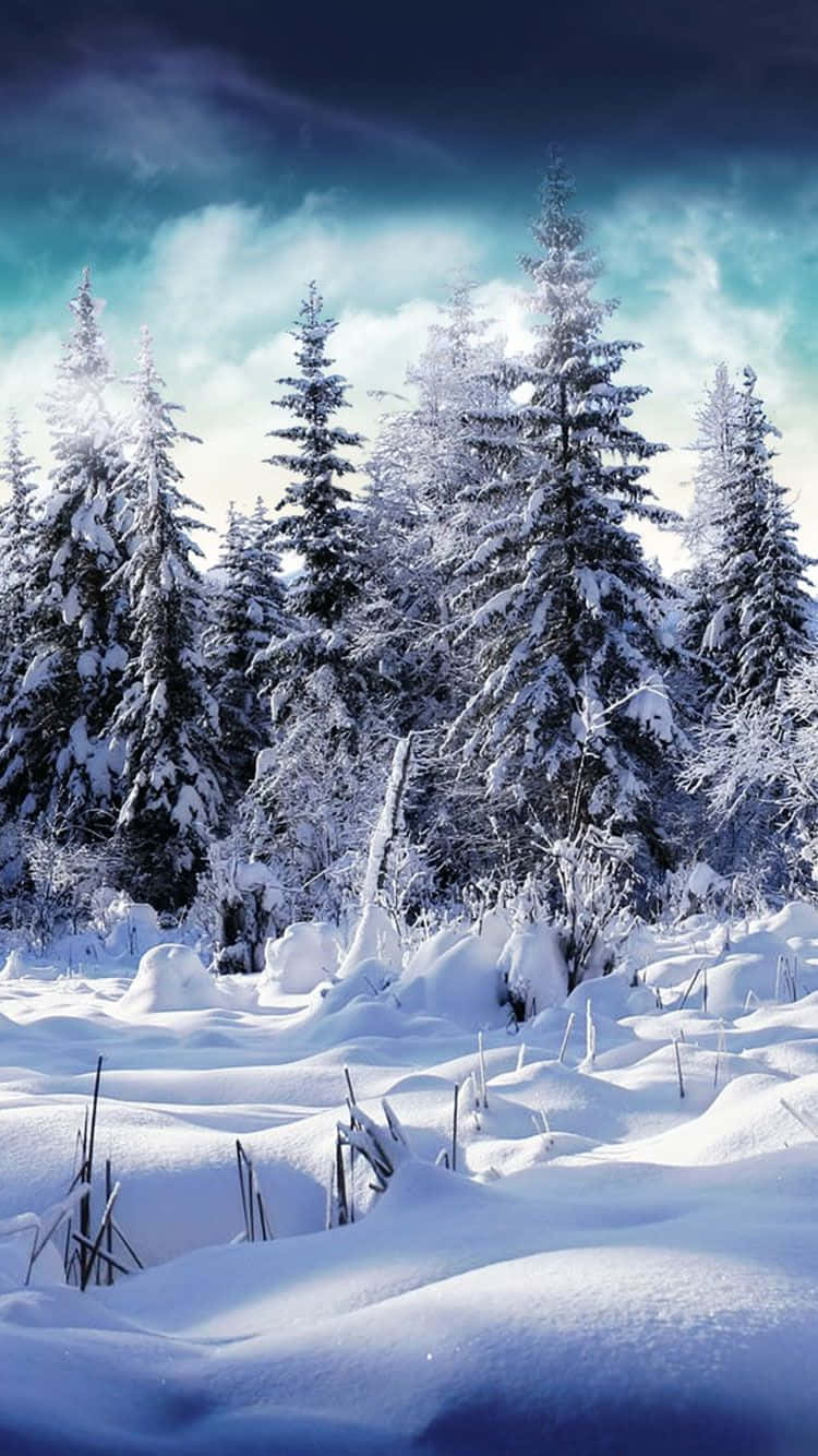 Winter Phone 桌布 壁紙 — 白雪覆蓋的常綠樹在寧靜的冬日森林中，襯著戲劇性的暮色天空高高聳立。
