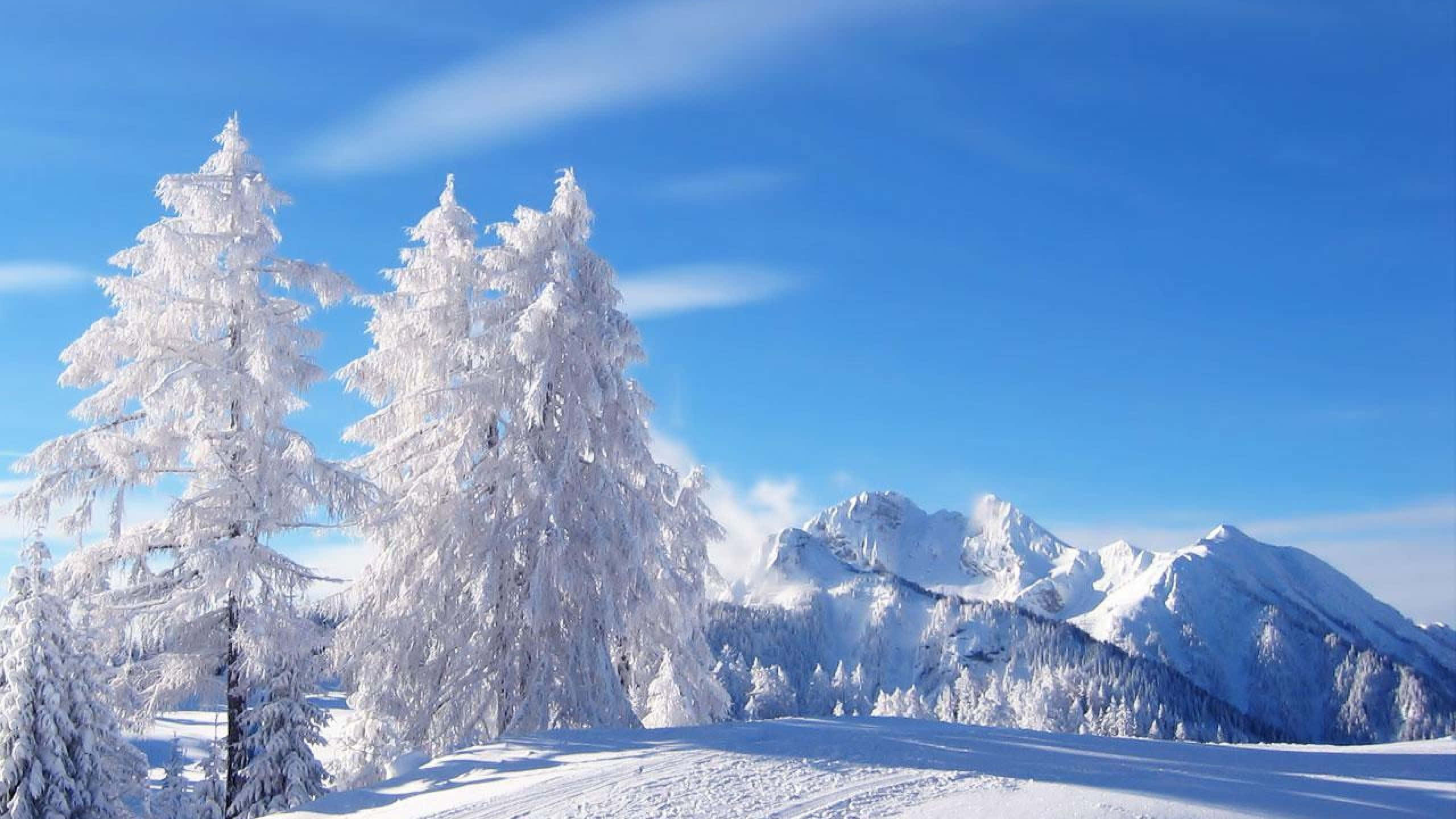 Winter Trees 桌布 壁紙 — 白雪覆蓋的常綠樹在晴朗的藍天下高高聳立，遠方白雪皚皚的山峰在明亮的陽光下閃耀。