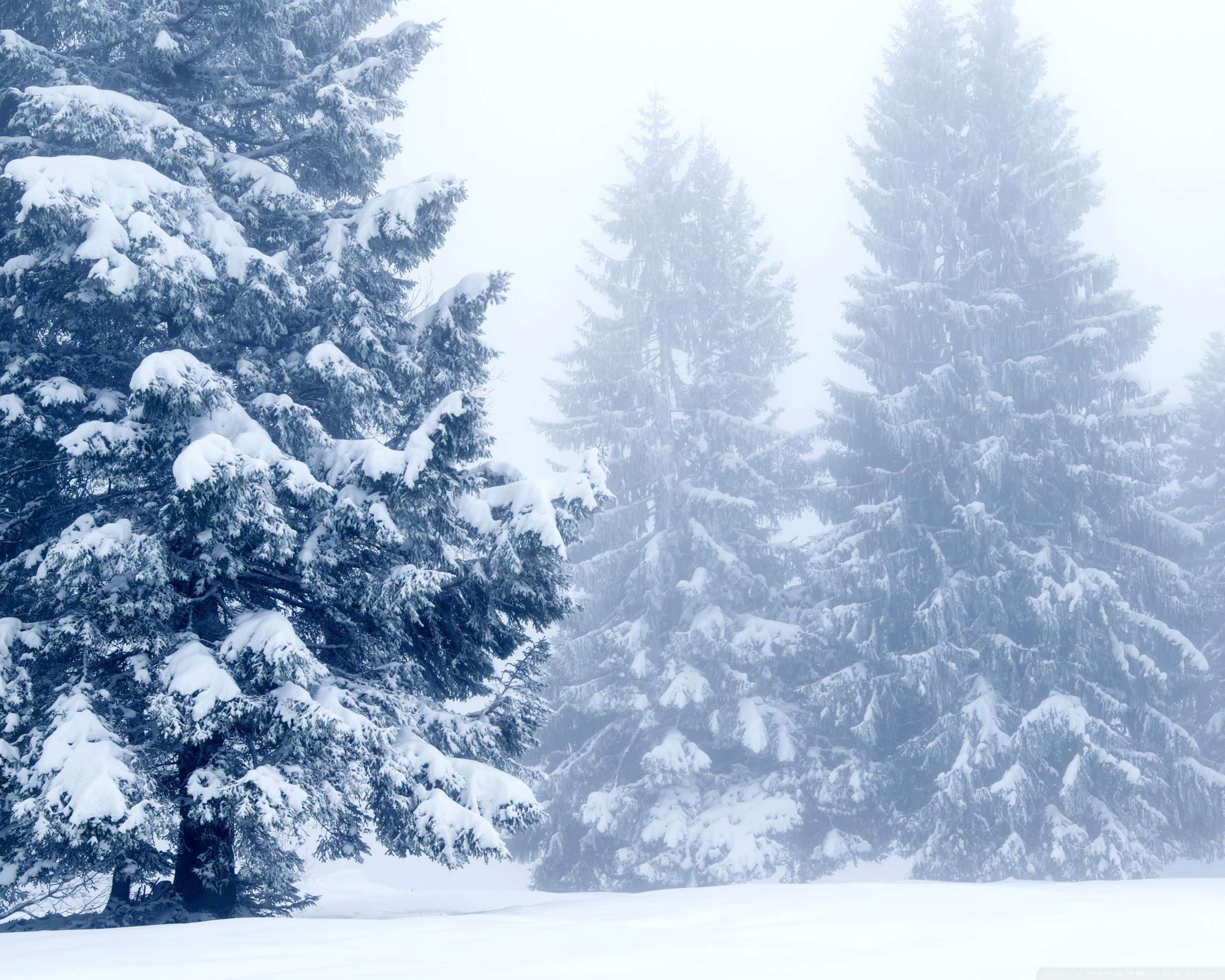 Snowy Landscape 桌布 壁紙 — 白雪覆蓋的常綠樹在朦朧的天空下，聳立在鋪滿柔軟白雪的寧靜冬日森林中。