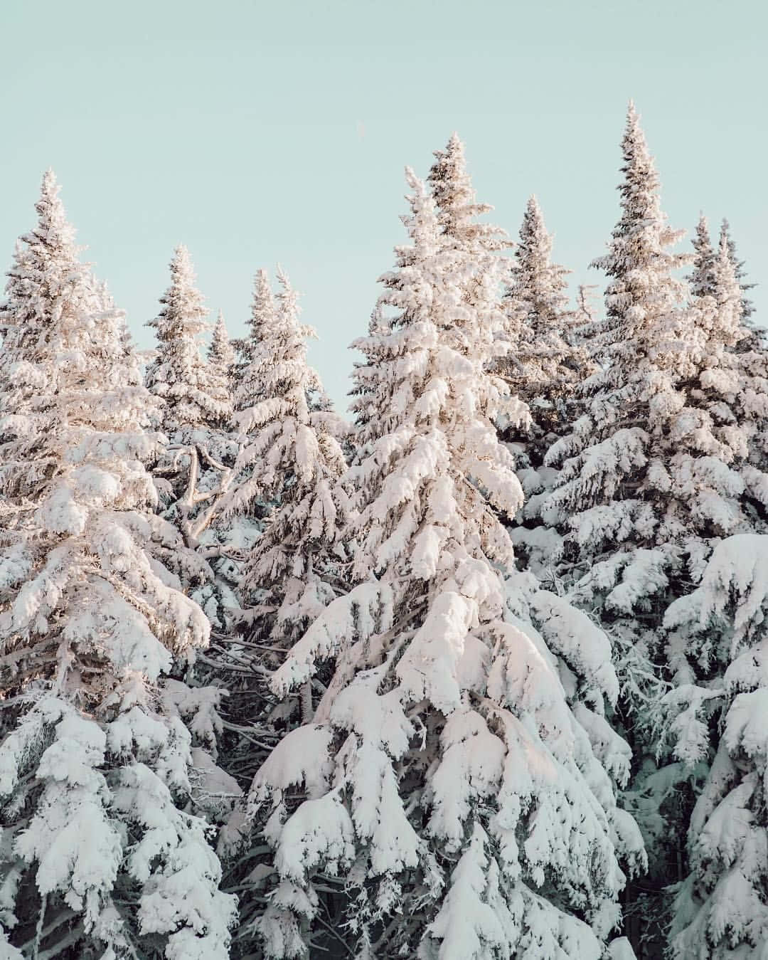 Cute Winter Aesthetic 桌布 壁紙 — 白雪覆蓋的常綠樹在淡藍色冬日天空下高聳挺立，呈現寧靜的森林景象。