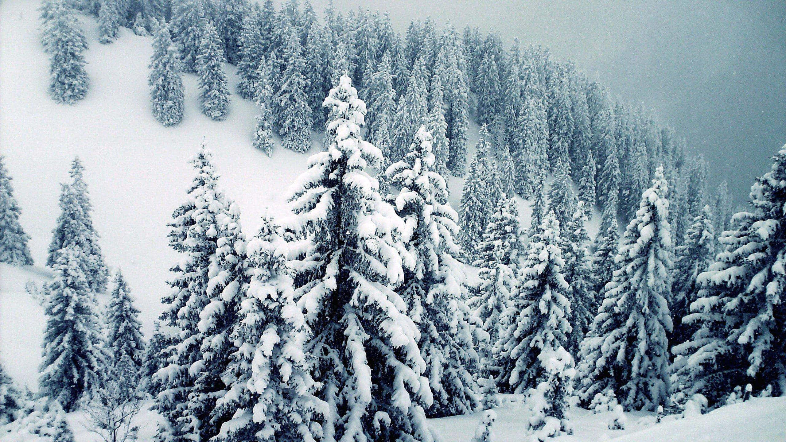 Winter Trees 桌布 壁紙 — 白雪覆蓋的常綠樹鋪滿了寧靜的冬日山坡，天空灰濛濛。