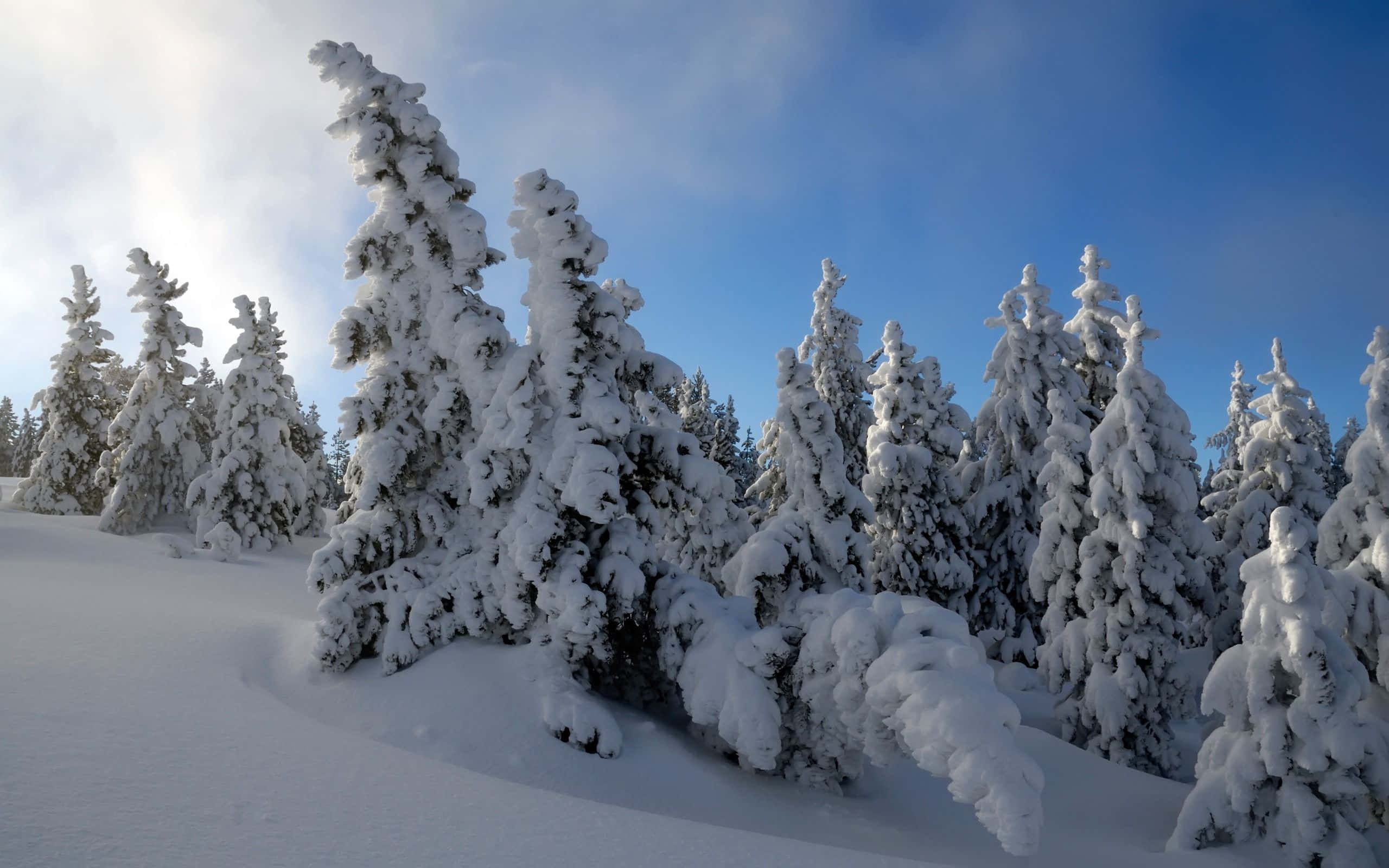 Snow Trees 桌布 壁紙 — 白雪覆蓋的常青樹在寧靜的冬日森林中，襯著清澈的藍天高高聳立。