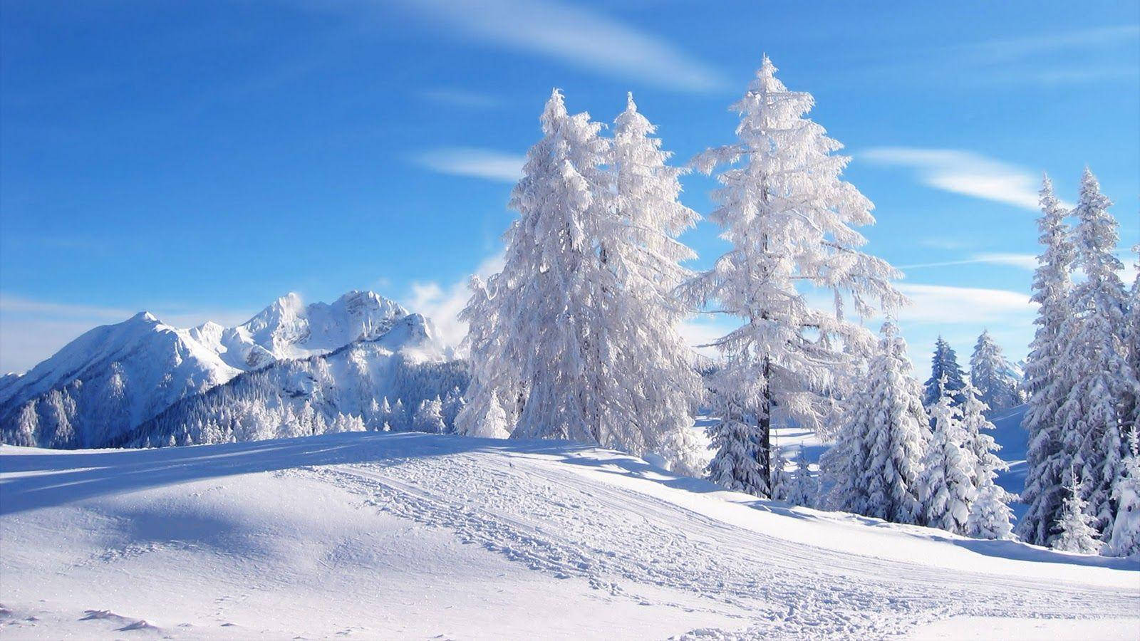 Romania 桌布 壁紙 — 白雪覆蓋的常青樹在明亮的陽光下，襯著清澈的藍天和遠處的山峰，高高聳立。