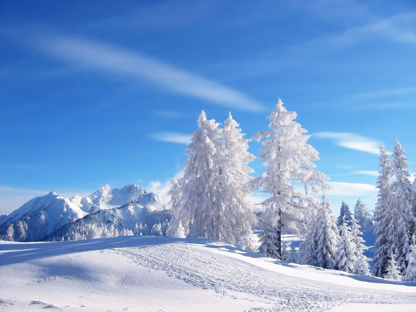冬天桌面 桌布 壁紙 — 白雪覆蓋的松樹在晴朗的藍天下高聳，遠方白雪覆蓋的山脈在明亮的陽光下閃耀。