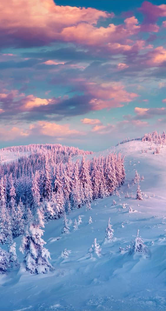 Winter Photography 桌布 壁紙 — 白雪覆蓋的松樹林，在充滿活力的粉紅色和藍色日落天空下，伴隨著柔軟的雲朵。