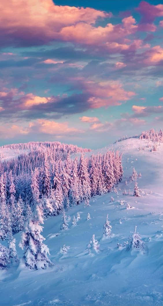 Winter Photography 桌布 壁紙 — 白雪覆蓋的松樹林，在粉彩粉紅和藍色的日落天空下，伴隨著柔軟的雲朵。