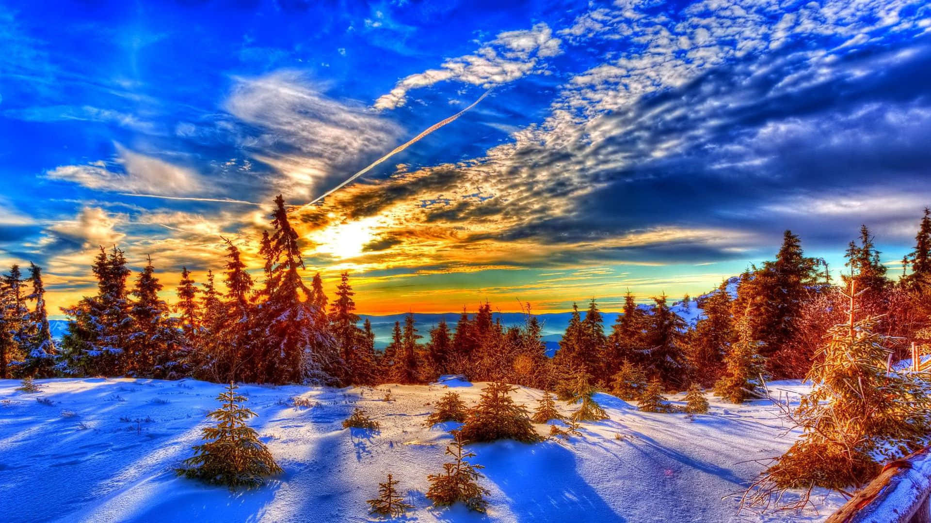 Winter Sunset 桌布 壁紙 — 白雪覆蓋的松樹林沐浴在金色夕陽下，天空戲劇性的藍色與縷縷雲彩。