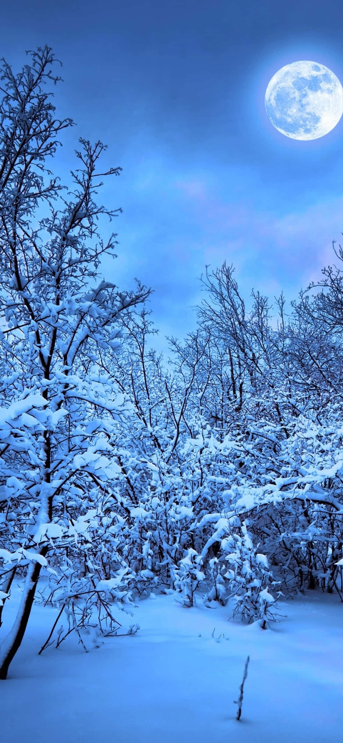 iPhone X Nature 桌布 壁紙 — 白雪覆蓋的森林，明亮的滿月在光禿的樹枝上投下寧靜的藍色光芒。