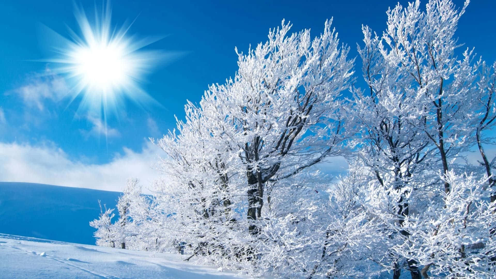 冬天桌面 桌布 壁紙 — 白雪覆蓋的樹木在明亮的陽光下閃閃發光，映襯著帶有縷縷白雲的鮮豔藍天。