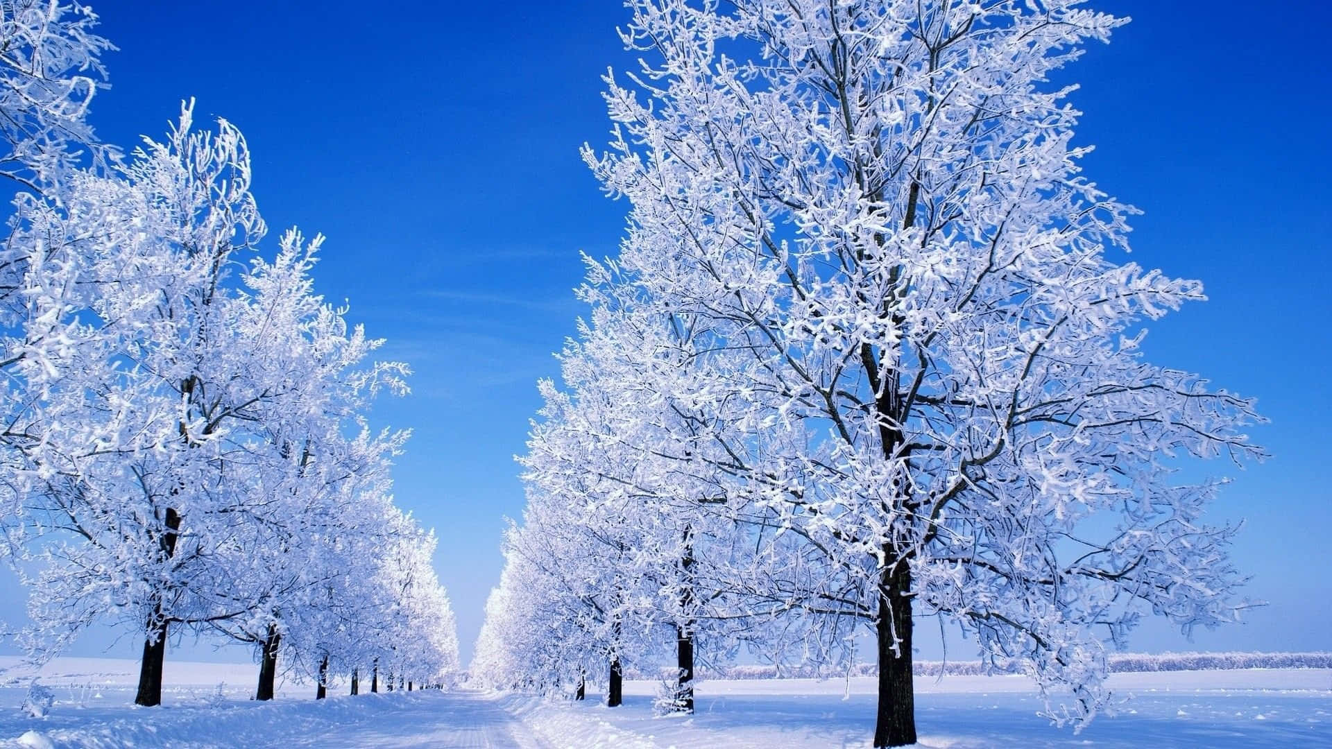 Snow Trees 桌布 壁紙 — 白雪覆蓋的樹木在晴朗的藍天下矗立在寧靜的冬季景觀中。