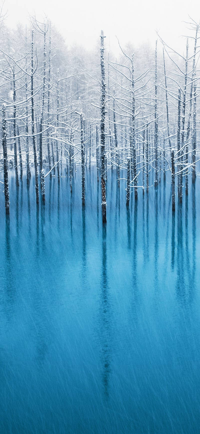 冬天 桌布 壁紙 — 白雪覆蓋的樹木矗立在寧靜的藍色湖泊中，在柔和的冬日天空下倒映著它們光禿的樹枝。