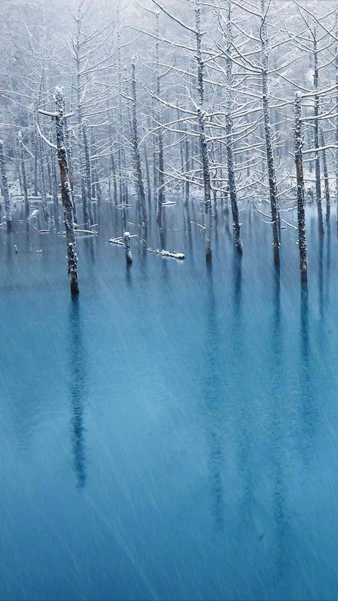 Frozen Lake 桌布 壁紙 — 白雪覆蓋的樹木矗立在平靜的藍綠色水中，倒映著光禿禿的樹枝，構成一片寧靜的冬日森林。