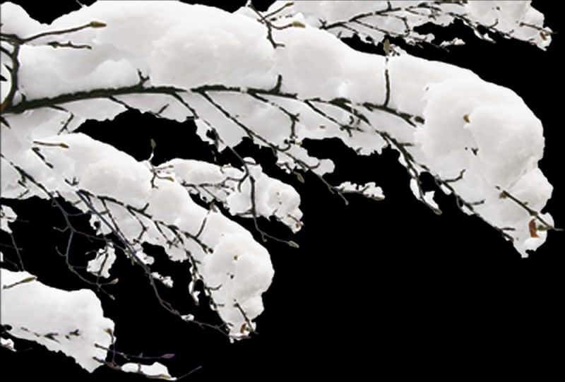 白雪覆蓋的樹枝襯托黑色背景 壁紙