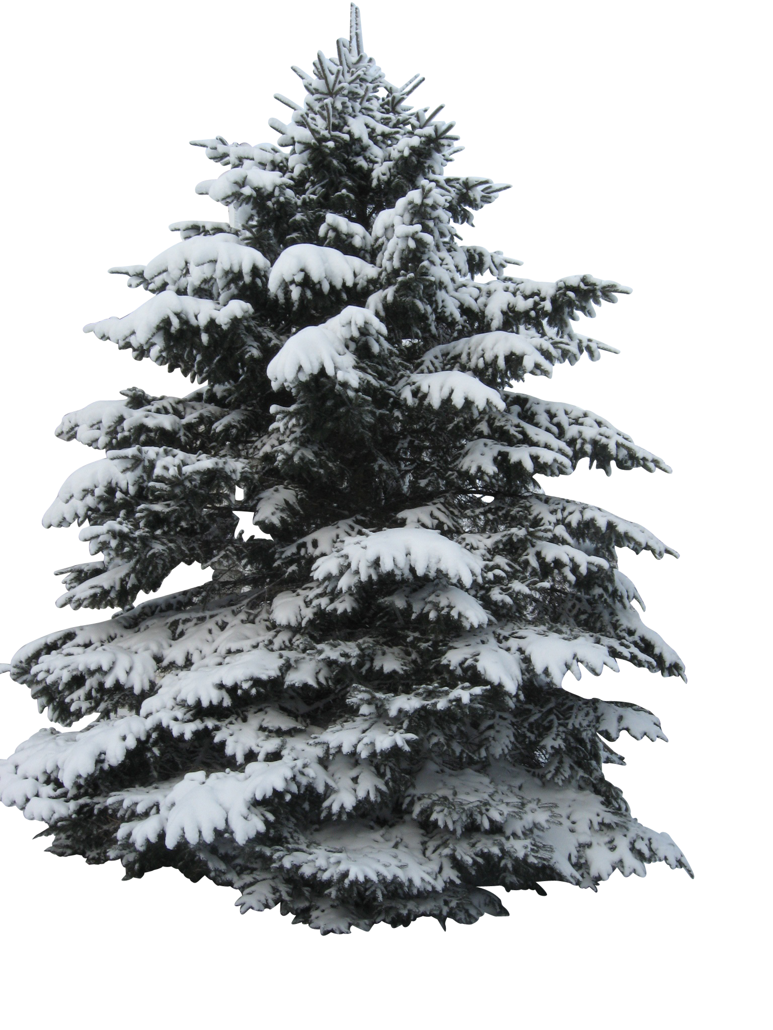 白雪覆蓋的聖誕樹 壁紙