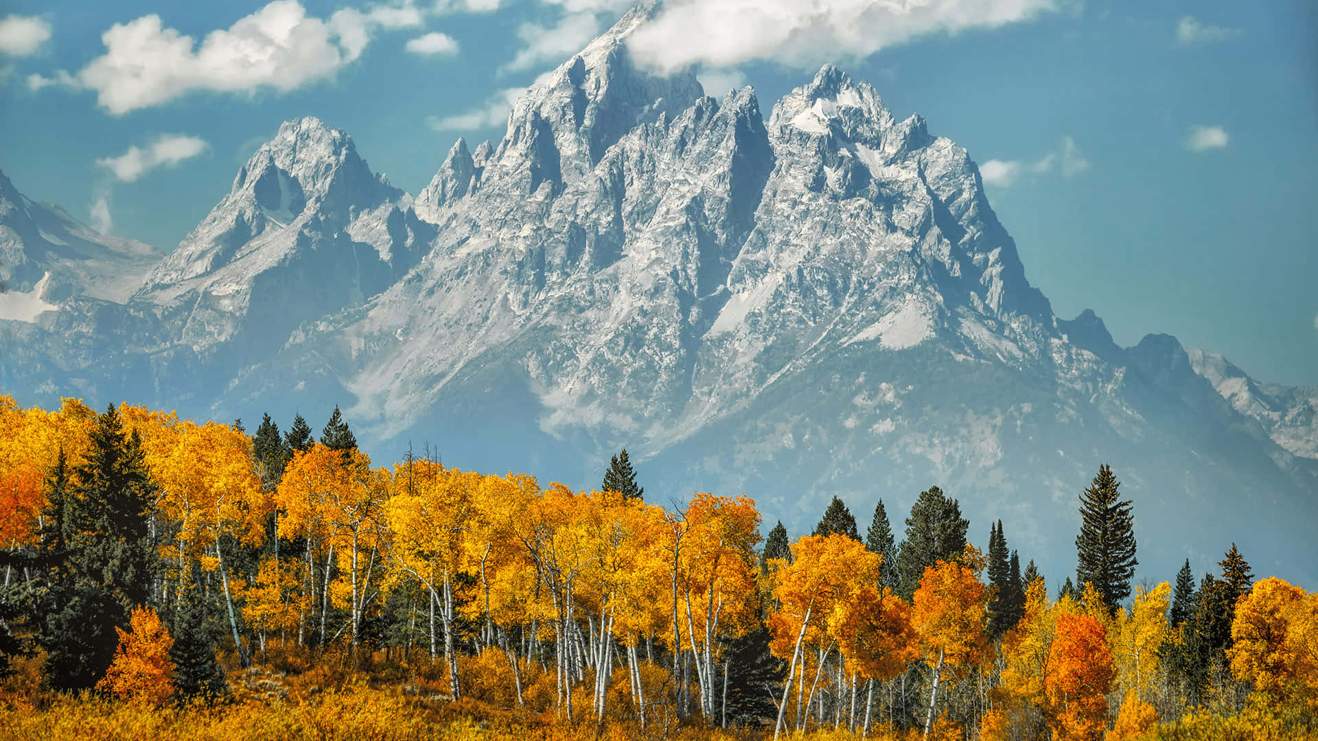Fall Colors 桌布 壁紙 — 白雪覆蓋的花崗岩山峰在金色白楊和常綠樹組成的秋日森林背後，在明亮的藍天下雄偉地聳立。