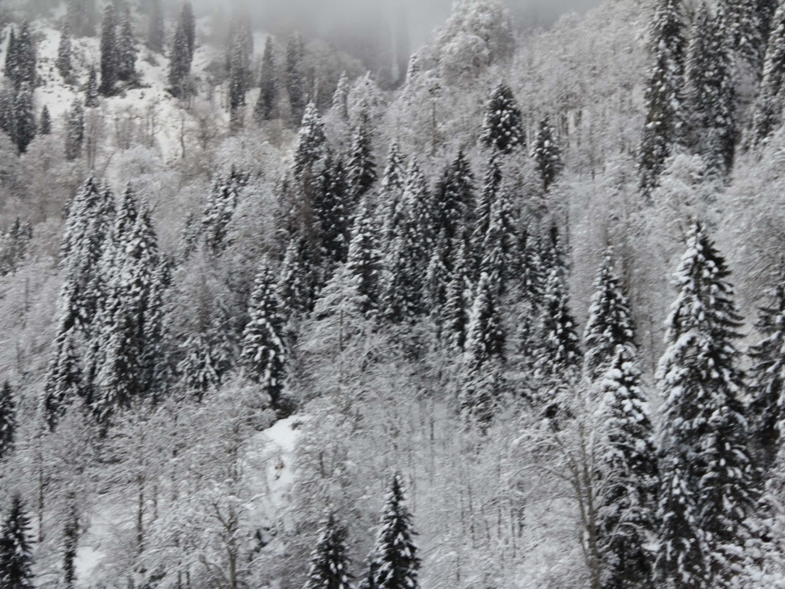 Beautiful Winter 桌布 壁紙 — 白雪覆蓋茂密的常綠樹，在陰天籠罩下的霧氣山腰。