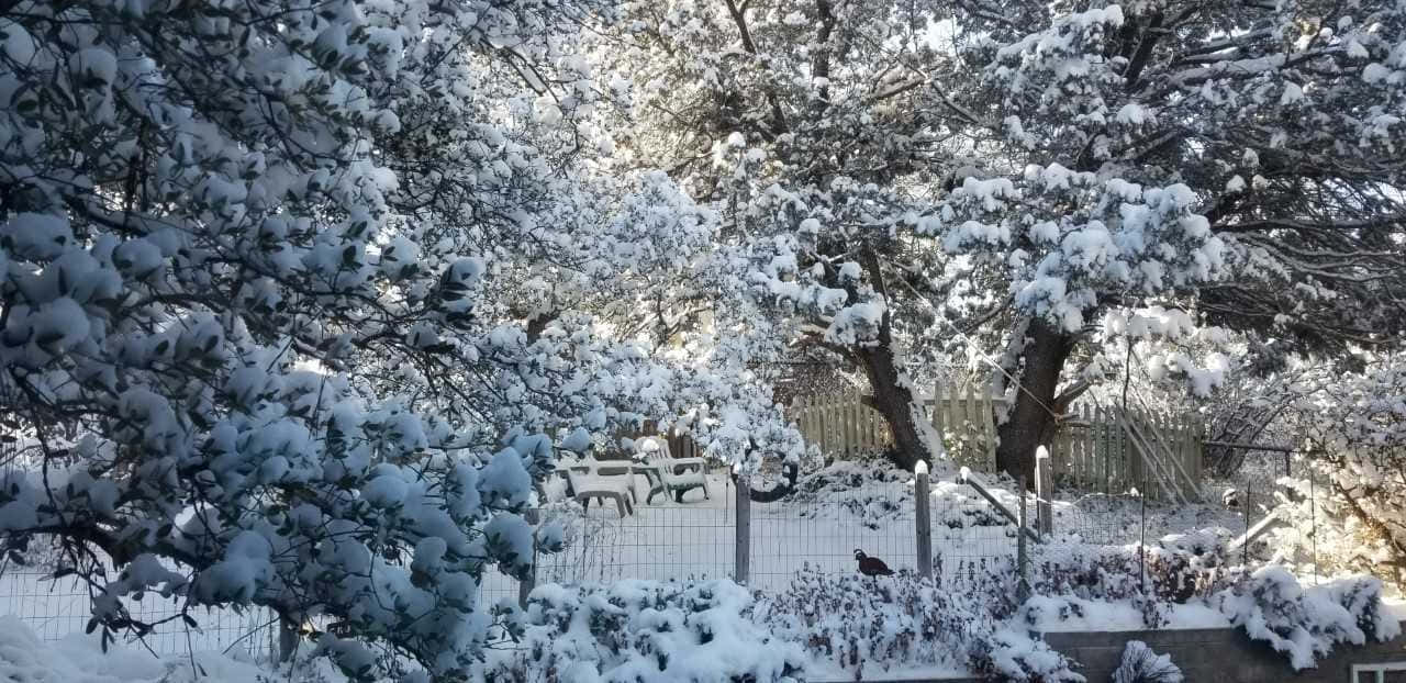 Snowstorm 桌布 壁紙 — 白雪覆蓋茂密的常綠樹枝和一個圍欄庭院，庭院裡有一張野餐桌，在明亮的冬日陽光下。