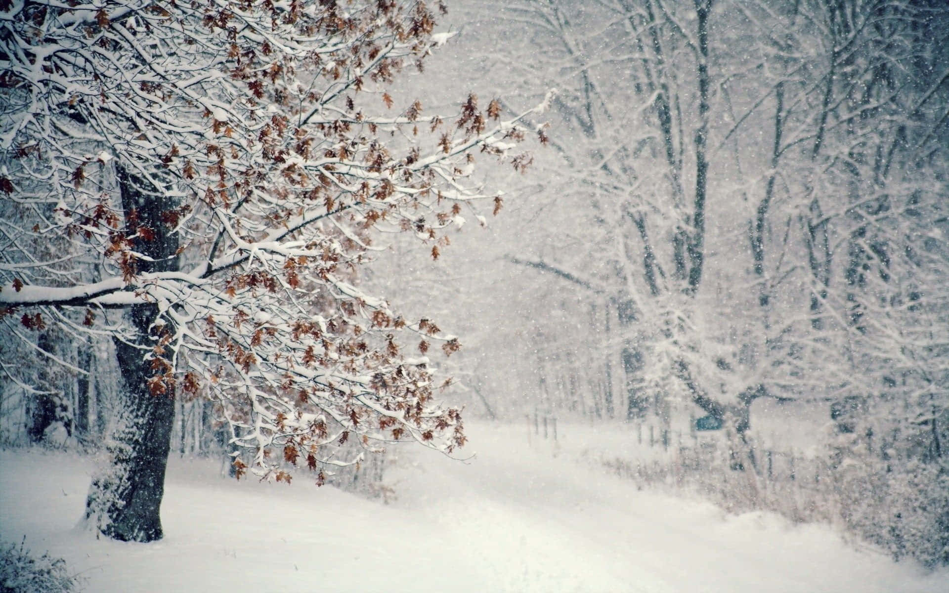 Winter Trees 桌布 壁紙 — 白雪覆蓋著光禿禿的樹枝和蜿蜒的森林小徑，天空灰濛濛的冬日景象。