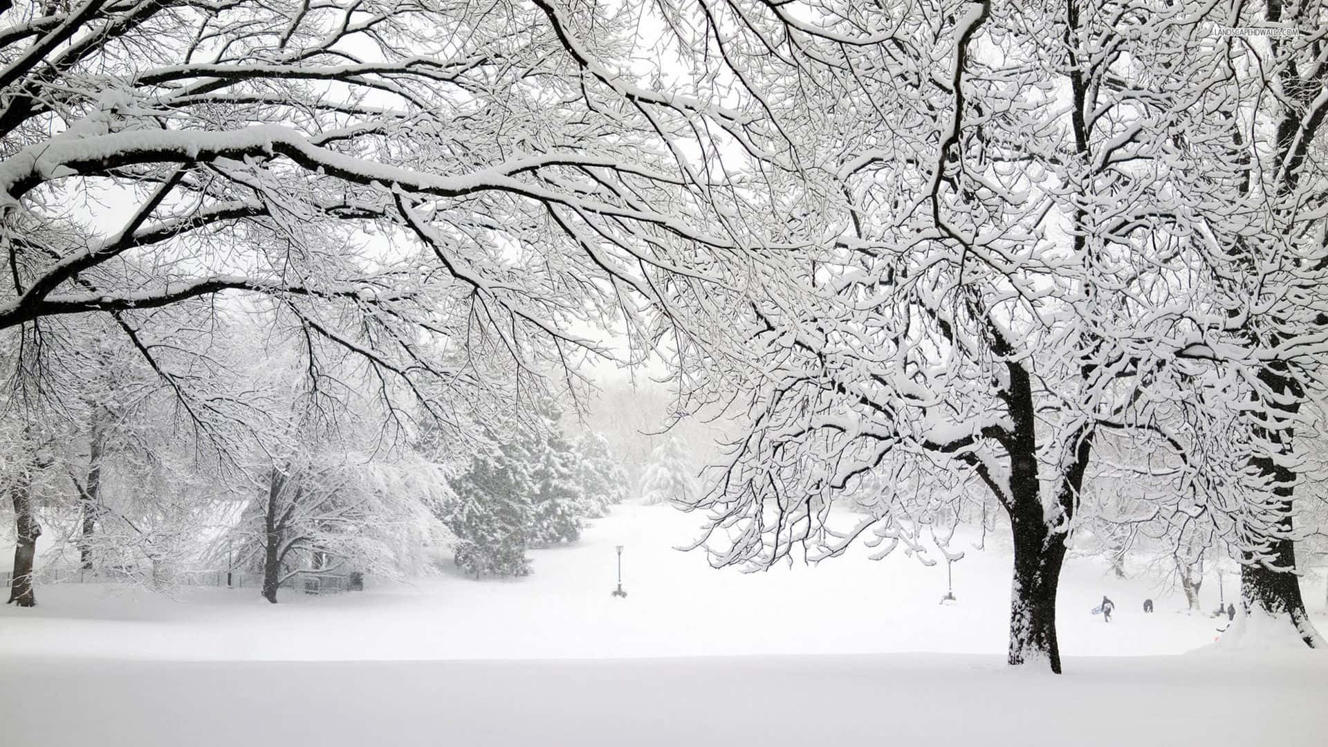 Snowstorm 桌布 壁紙 — 白雪覆蓋著寂靜冬日公園中光禿的樹枝，天空陰沉。