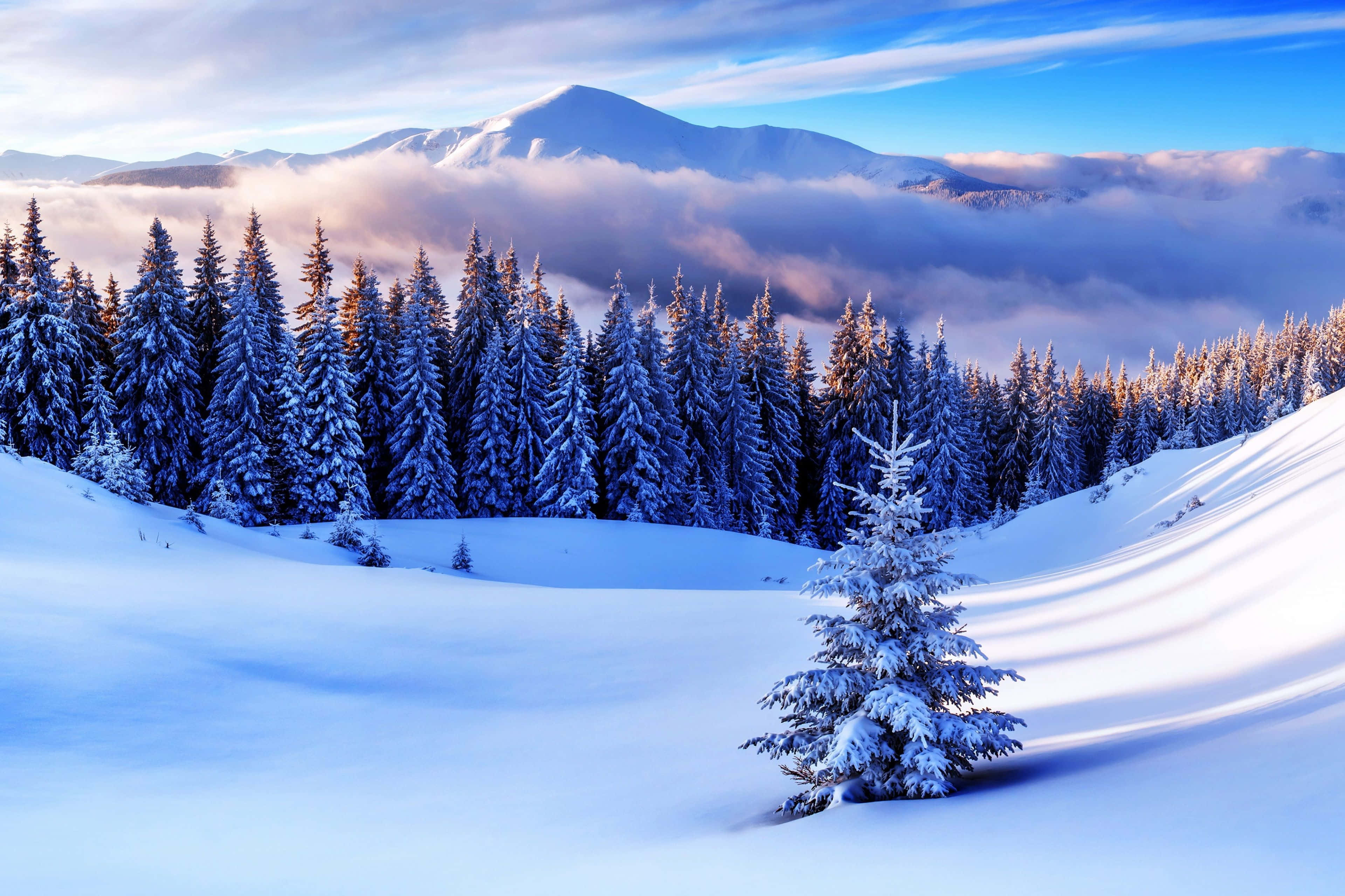 Beautiful Winter 桌布 壁紙 — 白雪覆蓋著寧靜的山谷，常綠樹在柔和的日出天空下閃耀。