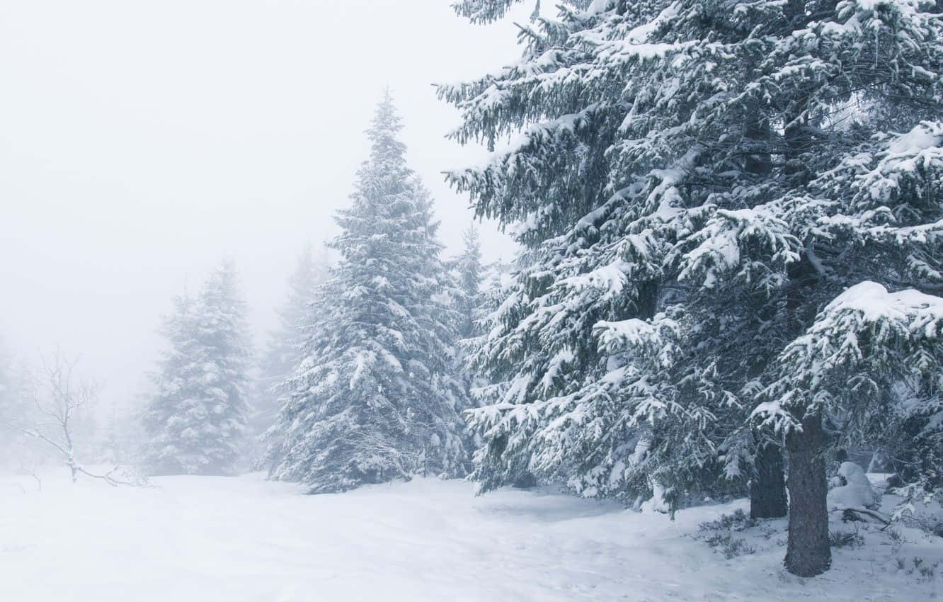 Beautiful Winter 桌布 壁紙 — 白雪覆蓋著常綠樹，在一個被迷濛白色薄霧籠罩的寂靜冬日森林中。