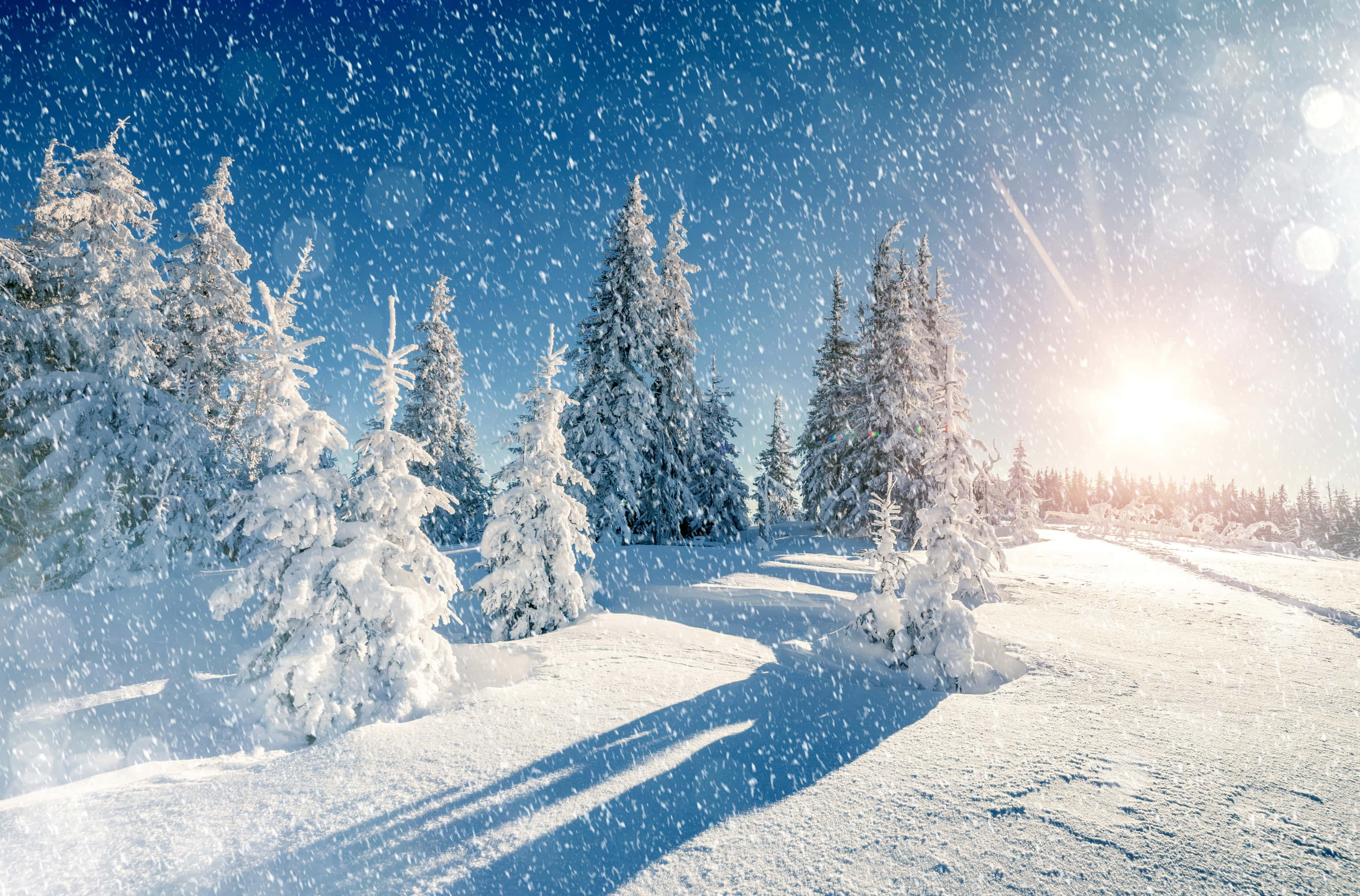 冬季 桌布 壁紙 — 白雪覆蓋著常綠樹，在明亮的藍天下，陽光穿透飄落的雪花，映照在寧靜的冬季森林中。