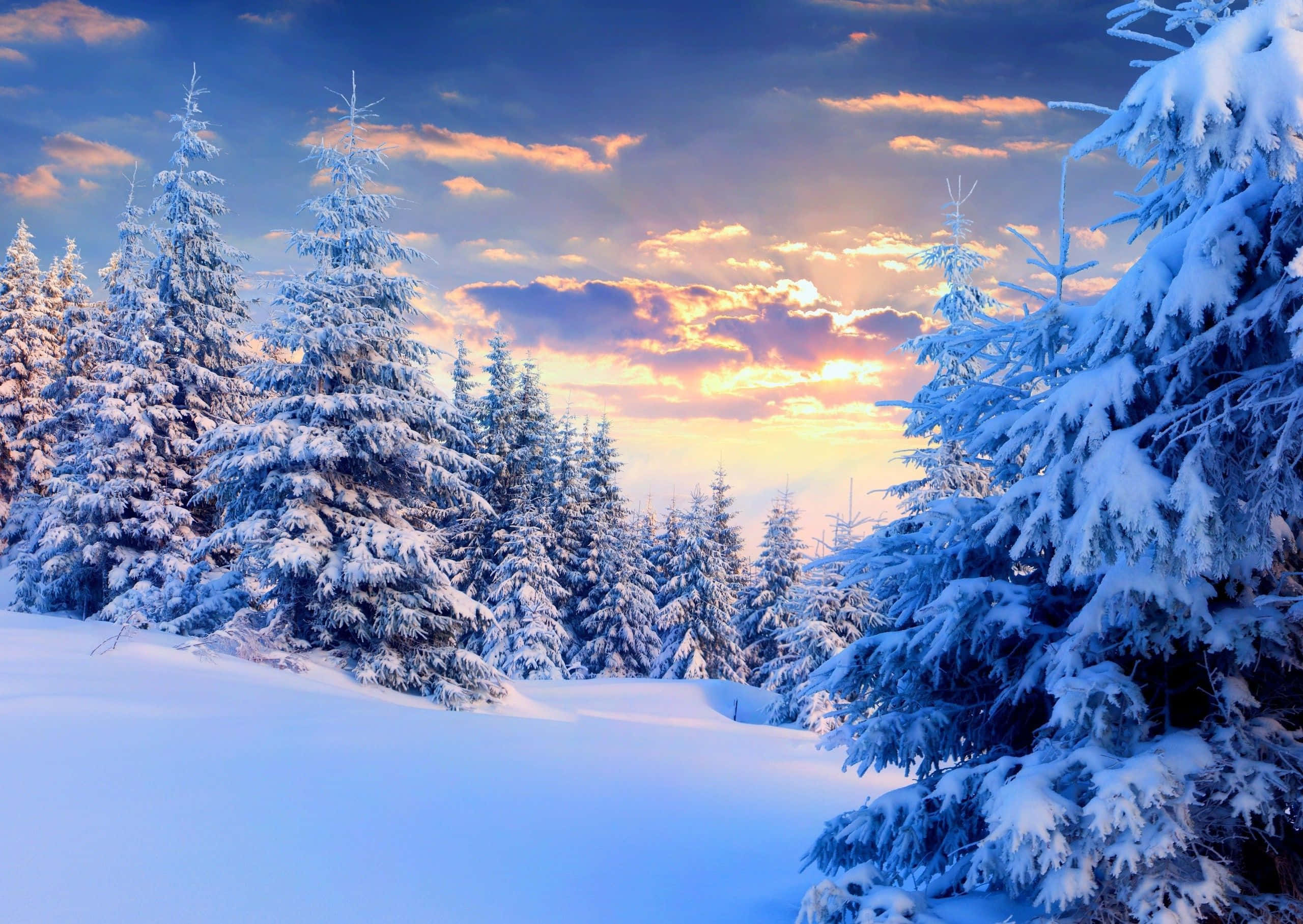 Snow Trees 桌布 壁紙 — 白雪覆蓋著常綠樹，天空呈現鮮豔的日落色彩，金色雲朵和深藍色調。