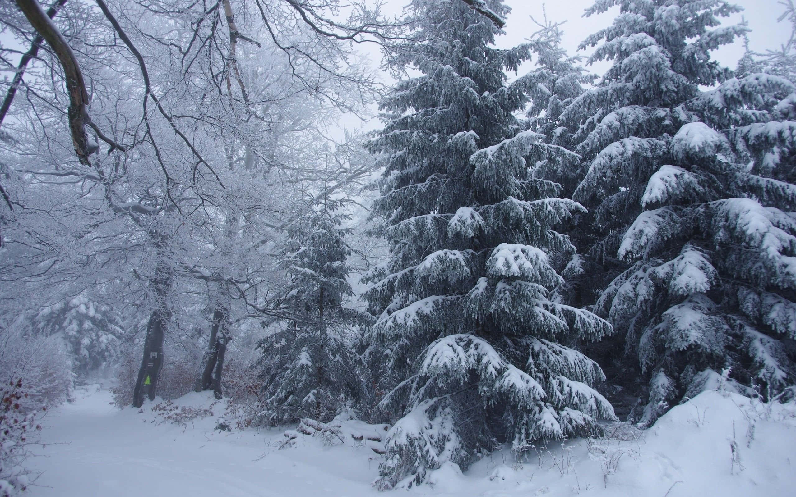 Winter Forest 桌布 壁紙 — 白雪覆蓋著常綠樹和光禿的樹枝，在陰天下一片寂靜的冬季森林。
