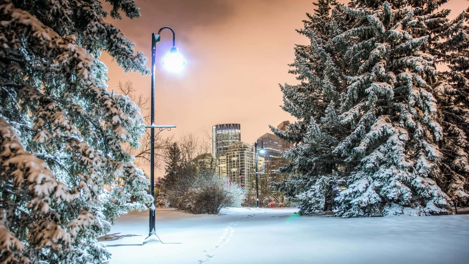 Winter Cityscape 桌布 壁紙 — 白雪覆蓋著常青樹，勾勒出一盞發光的街燈，引向暮色中的城市天際線。