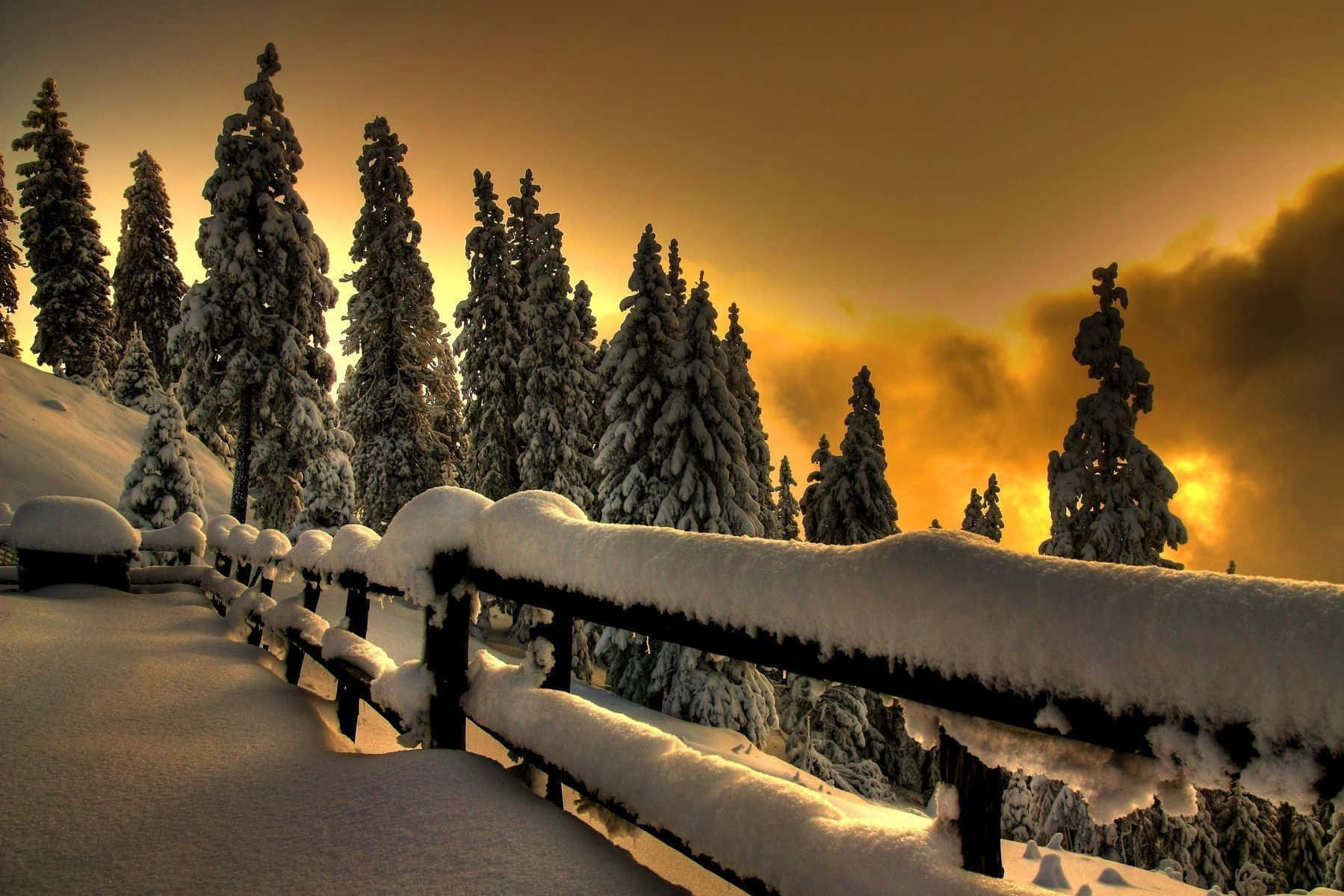 Winter Sunset 桌布 壁紙 — 白雪覆蓋著木柵欄和松樹，在金色夕陽天空下。