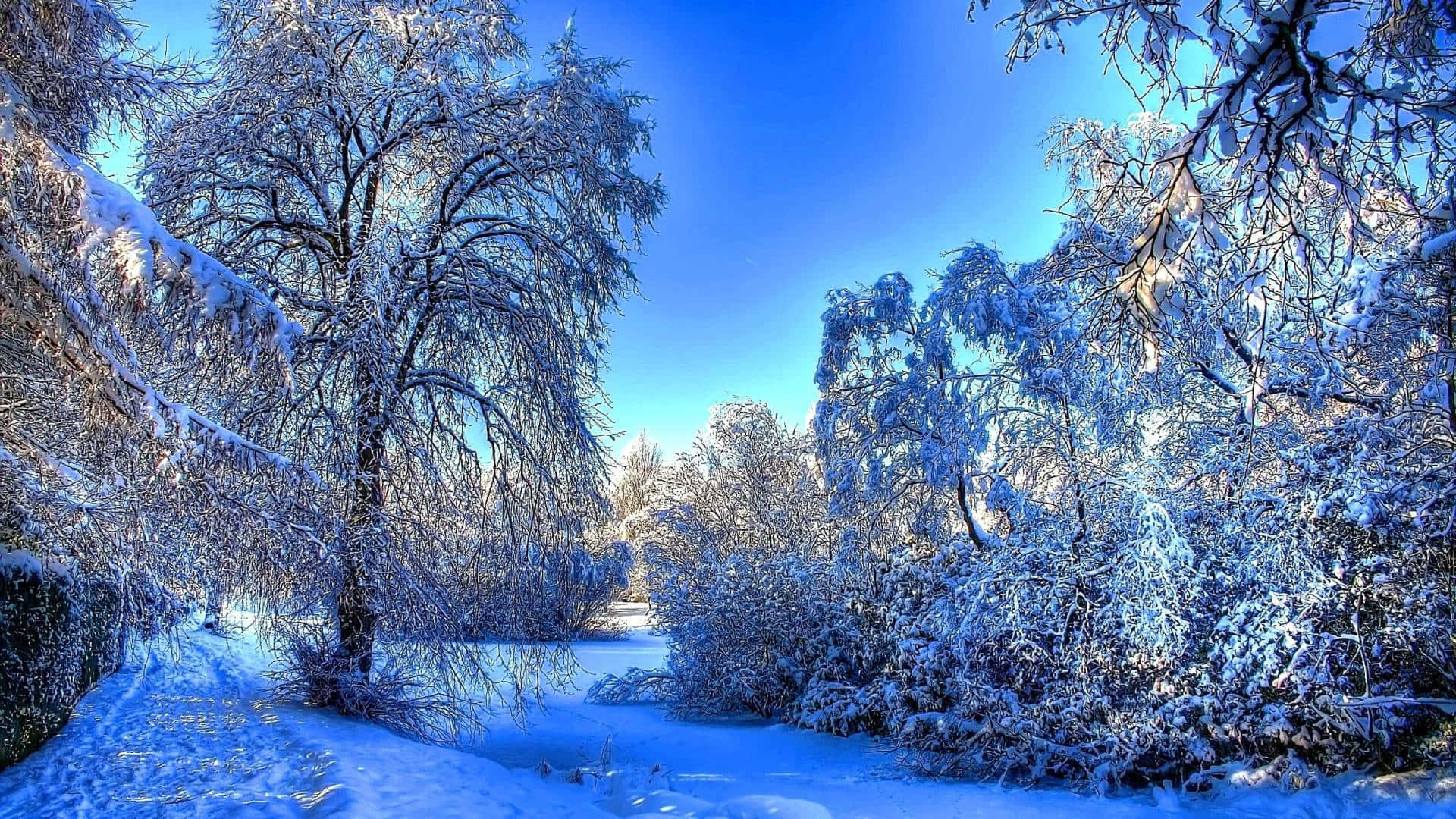 Winter Blues 桌布 壁紙 — 白雪覆蓋著結霜的樹木，在寧靜的森林場景中，映襯著鮮豔的藍色冬日天空。