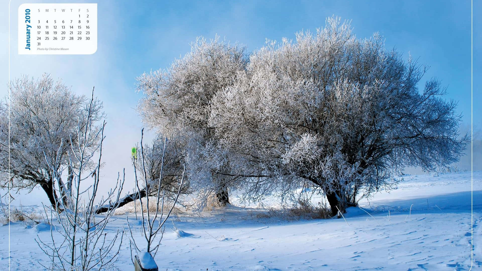 一月 桌布 壁紙 — 白雪覆蓋著結霜的樹木，在晴朗的藍天下呈現寧靜的冬日景觀。