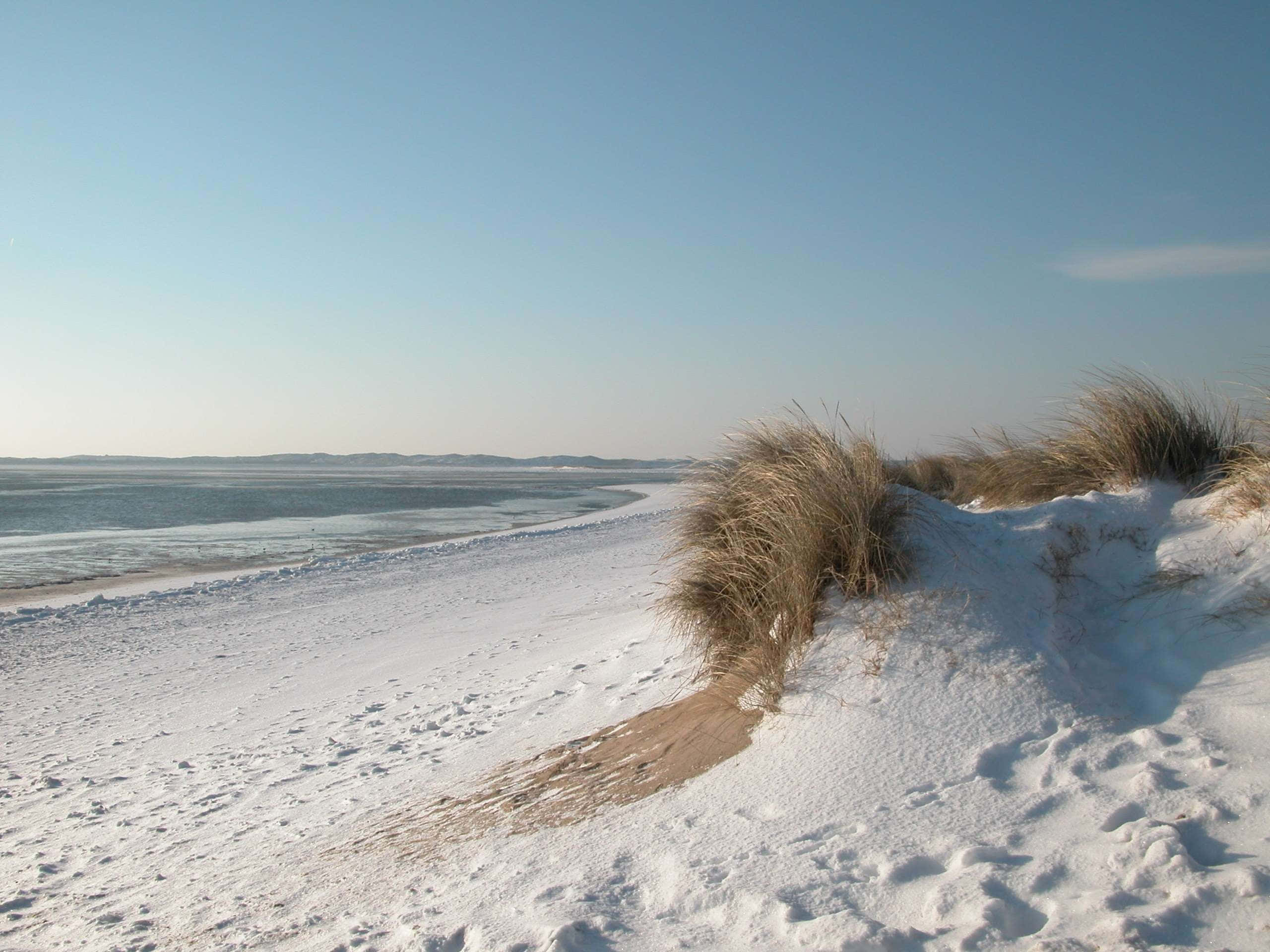 Winter Beach 桌布 壁紙 — 白雪覆蓋著風吹沙灘上的沙丘和乾草，天空湛藍清澈。