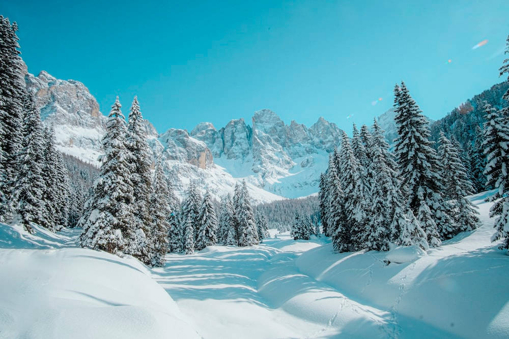 自然風景 桌布 壁紙 — 白雪覆蓋著高聳的松樹和鋸齒狀的山峰，在燦爛的藍天下。